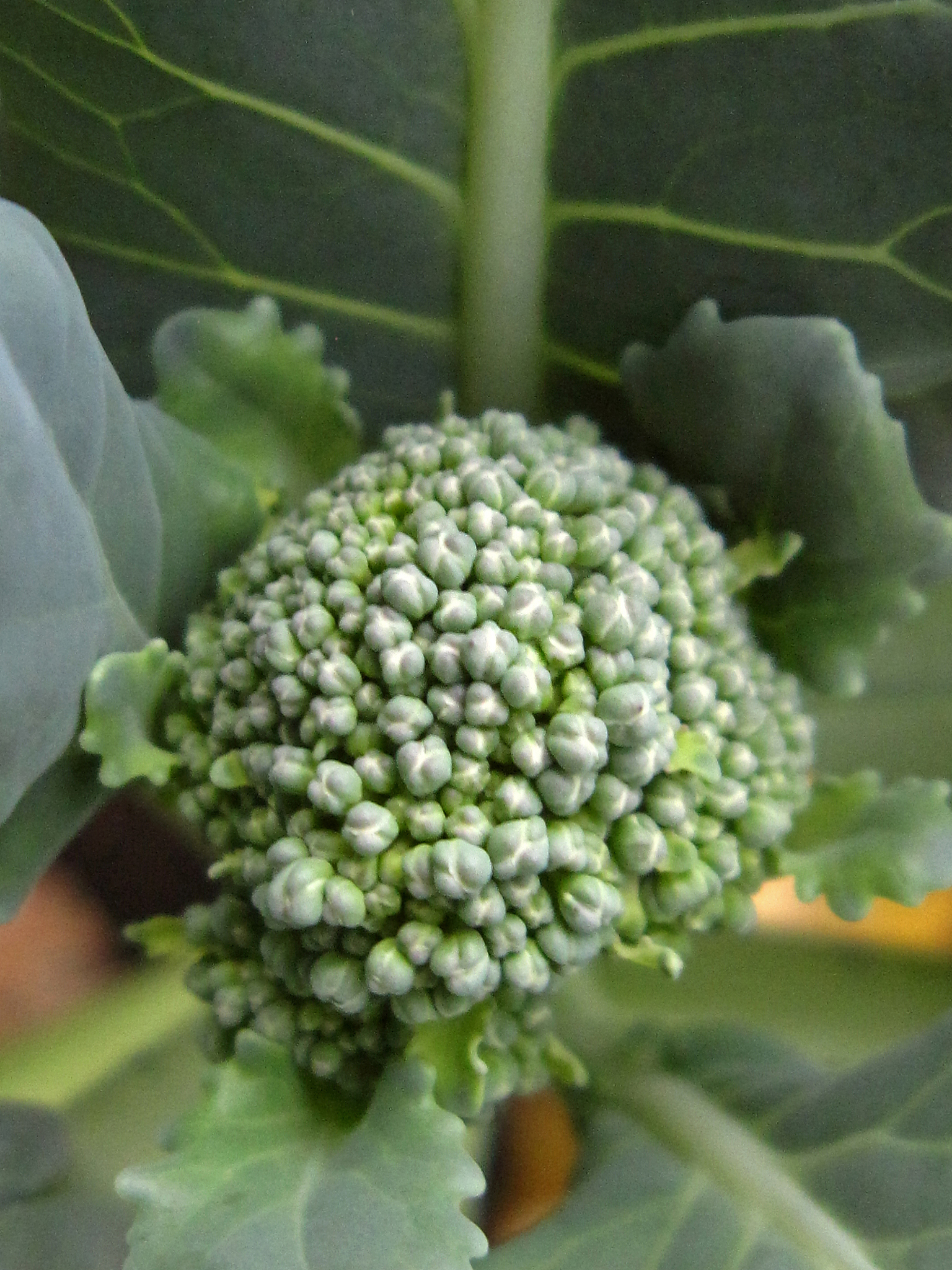 Benzoylaconine Protects Skeletal Muscle from Ischemia-Reperfusion Injury via the IF1/AMPK/Nrf2 Axis