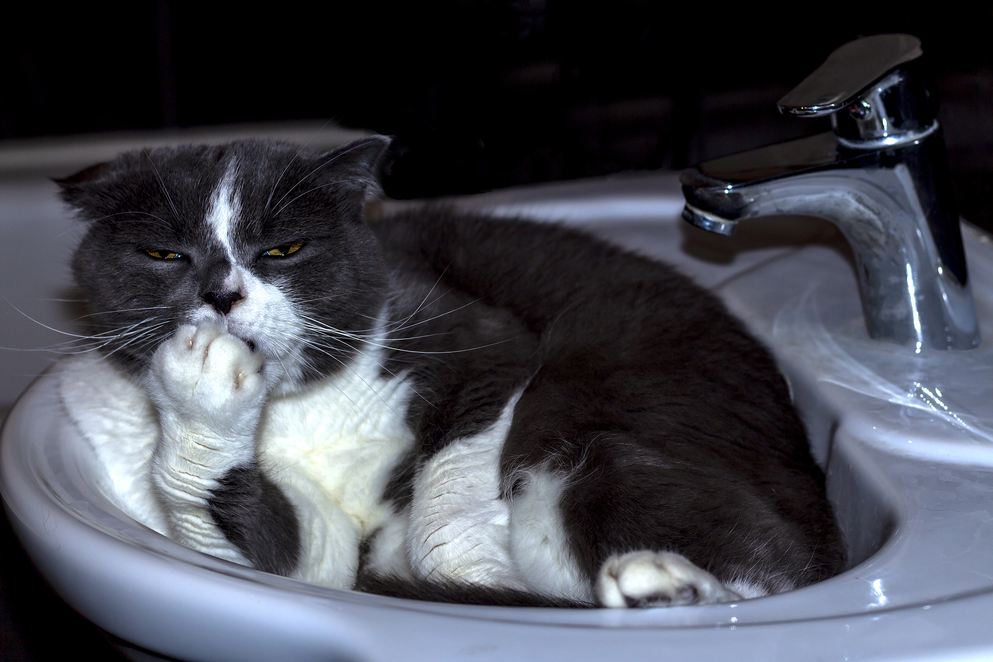 cat