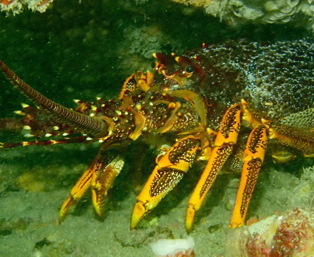 全自动小龙虾剥皮机器核心技术