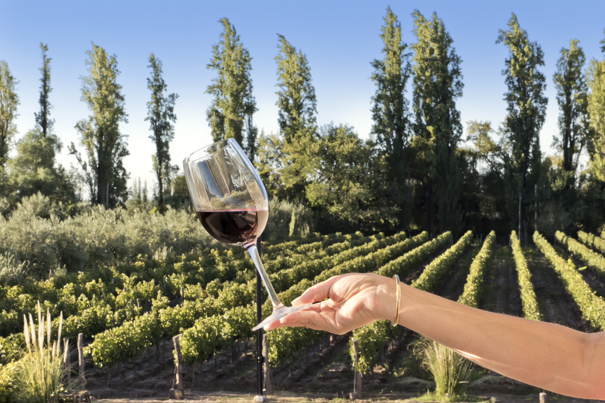 葡萄与葡萄酒工程专业课程有哪些 就业前景怎么样