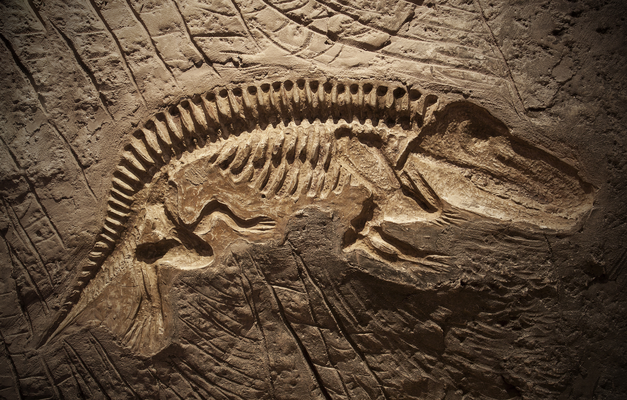 model dinosaur fossil