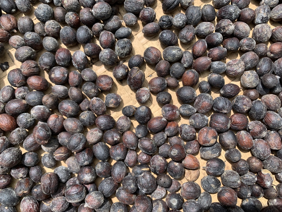 淫羊藿五味子泡水喝的功效 - 壮阳、补肾、增强免疫力