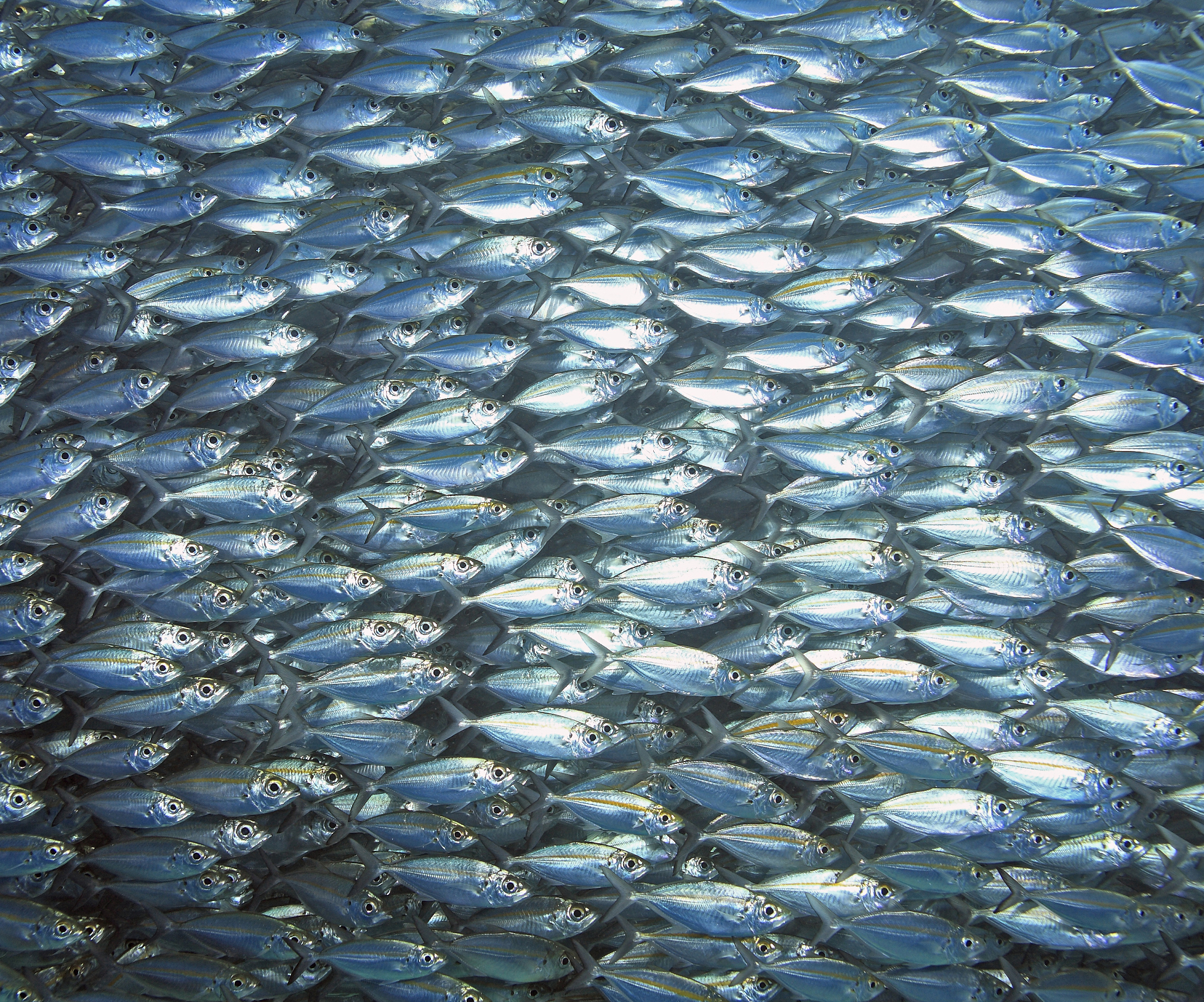 鲑鱼洄游产卵：一场生命的奇迹之旅