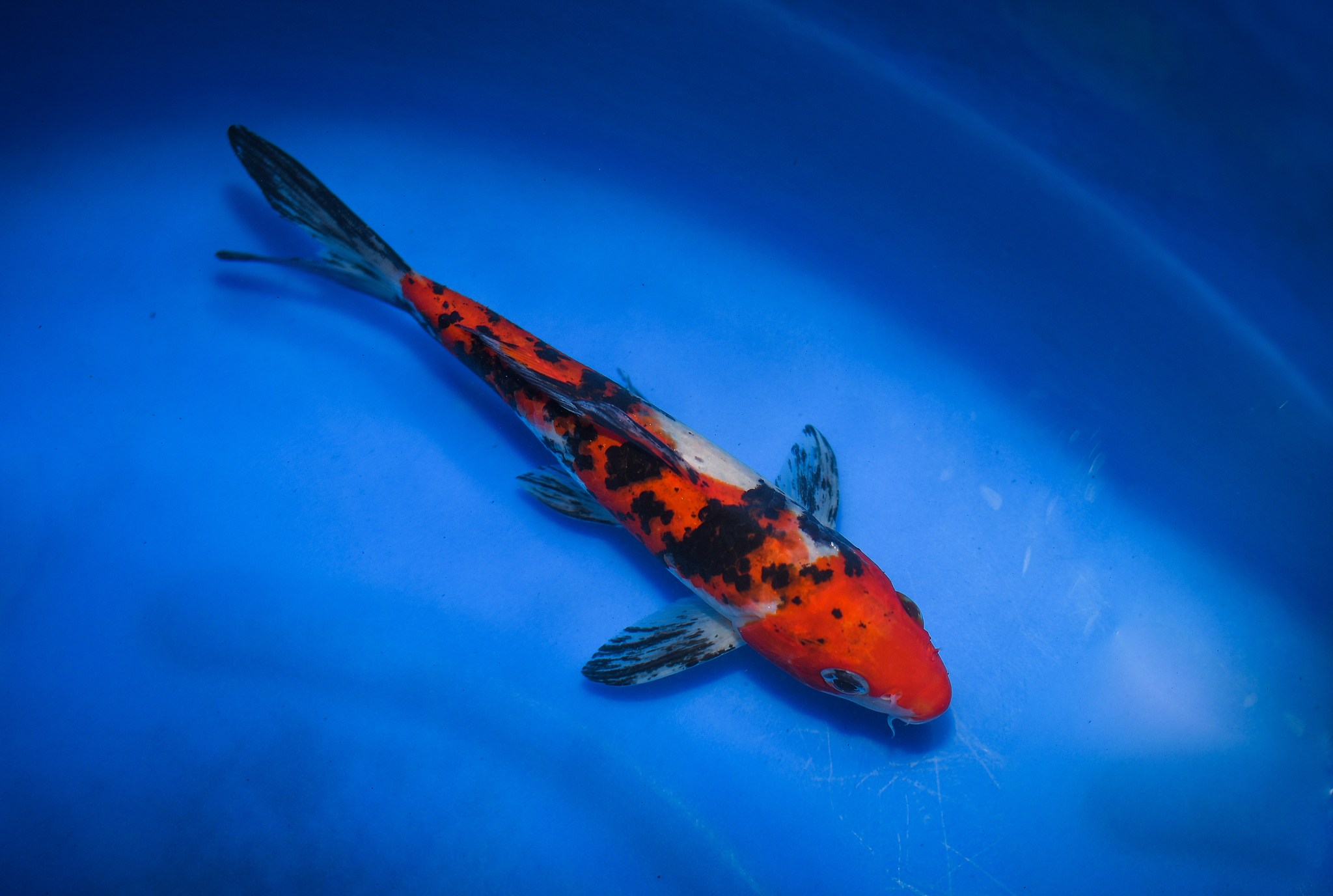 日本锦鲤血统鱼