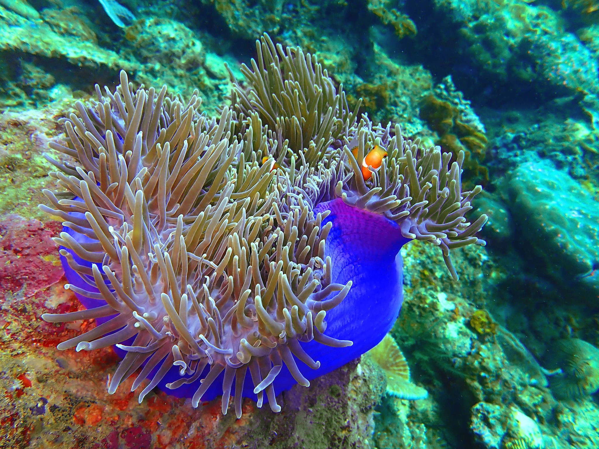 the beauty of underwater world in sabah, borneo.