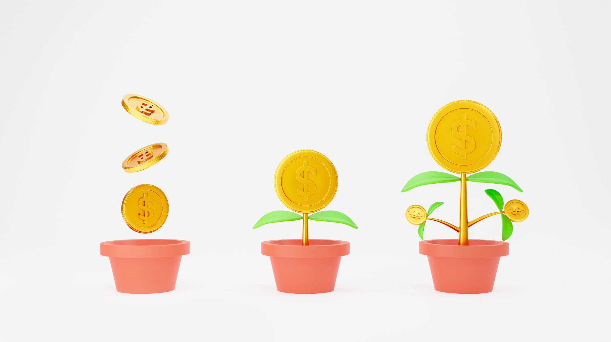 money tree plant isolated on white background. financial growth 