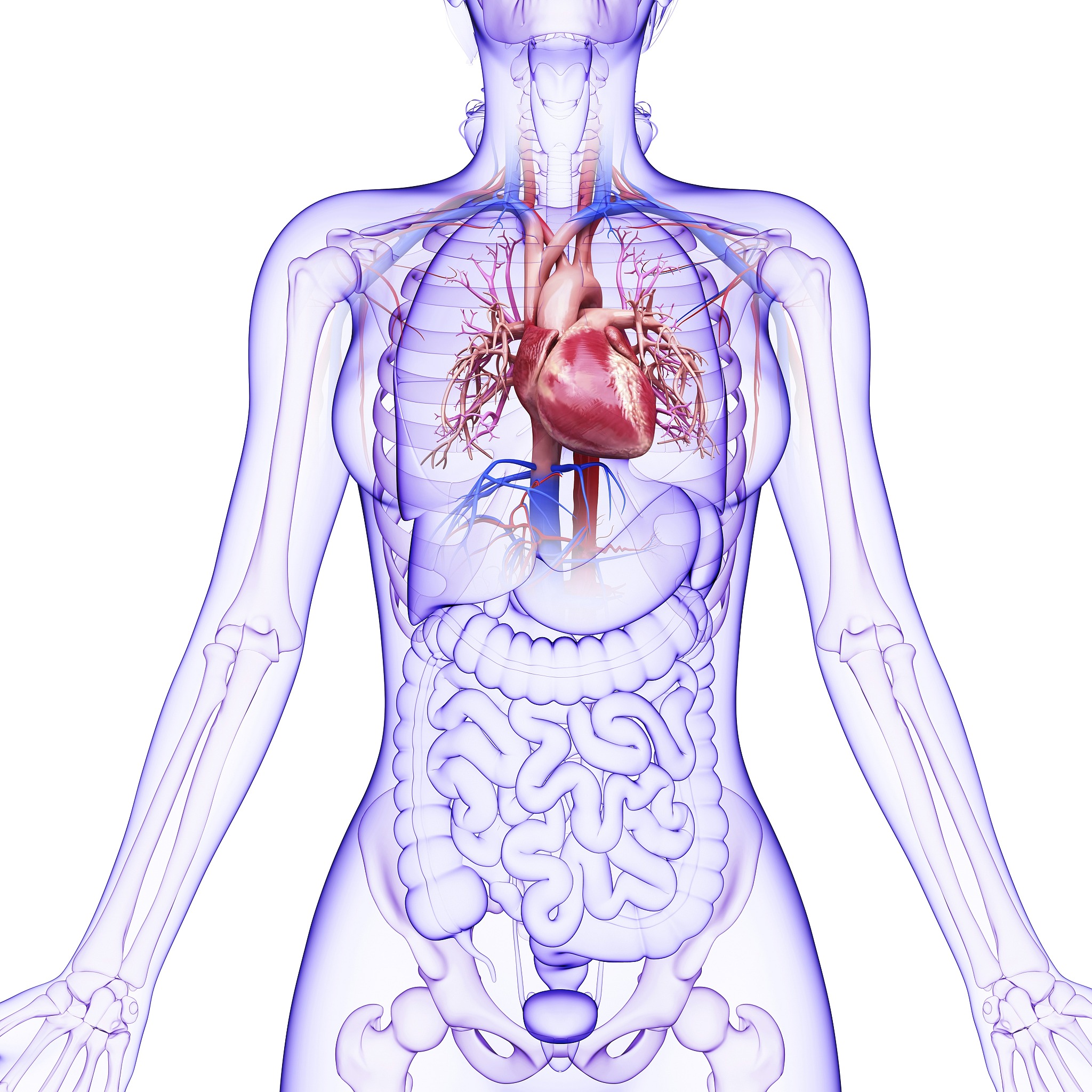 请帮我写1篇不少于750汉字的博客文章语言要幽默口语化。主题是：心脏在左边还是右边心脏在人体什么位置