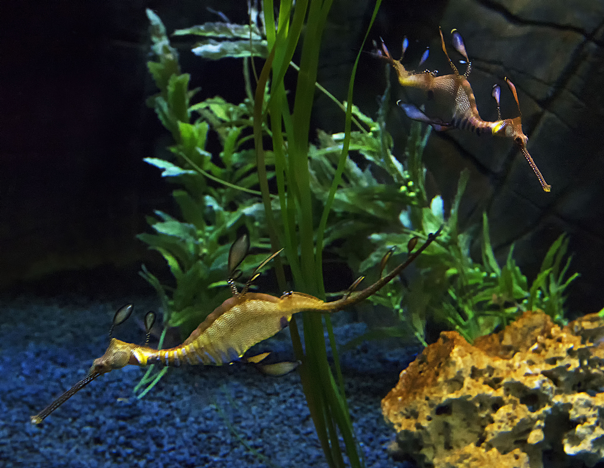 澳洲龙纹斑养殖与育种指南：打造完美栖息地