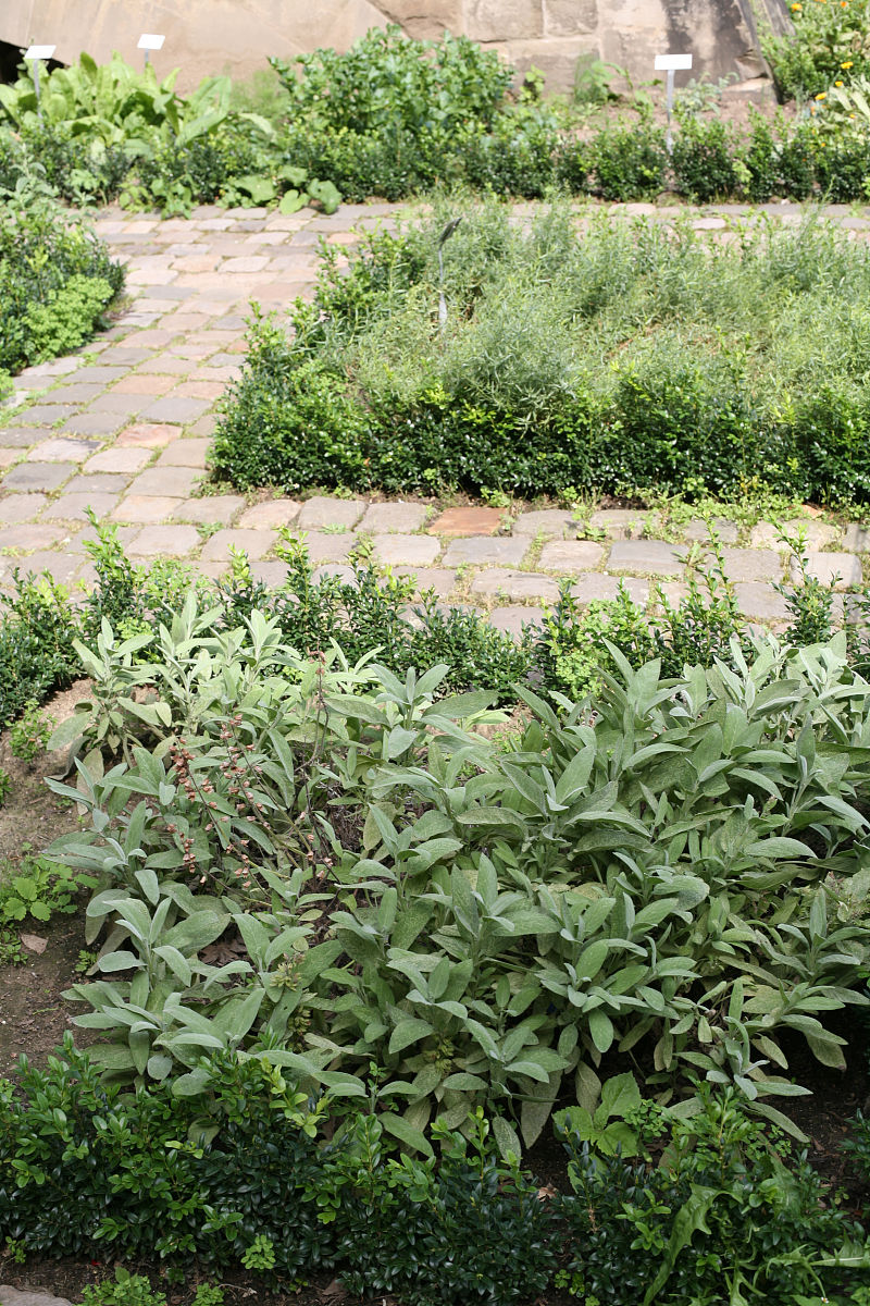 请作为科研人员写一下巫山淫羊藿绿色栽培新技术的技术成熟度分析与知识产权分析