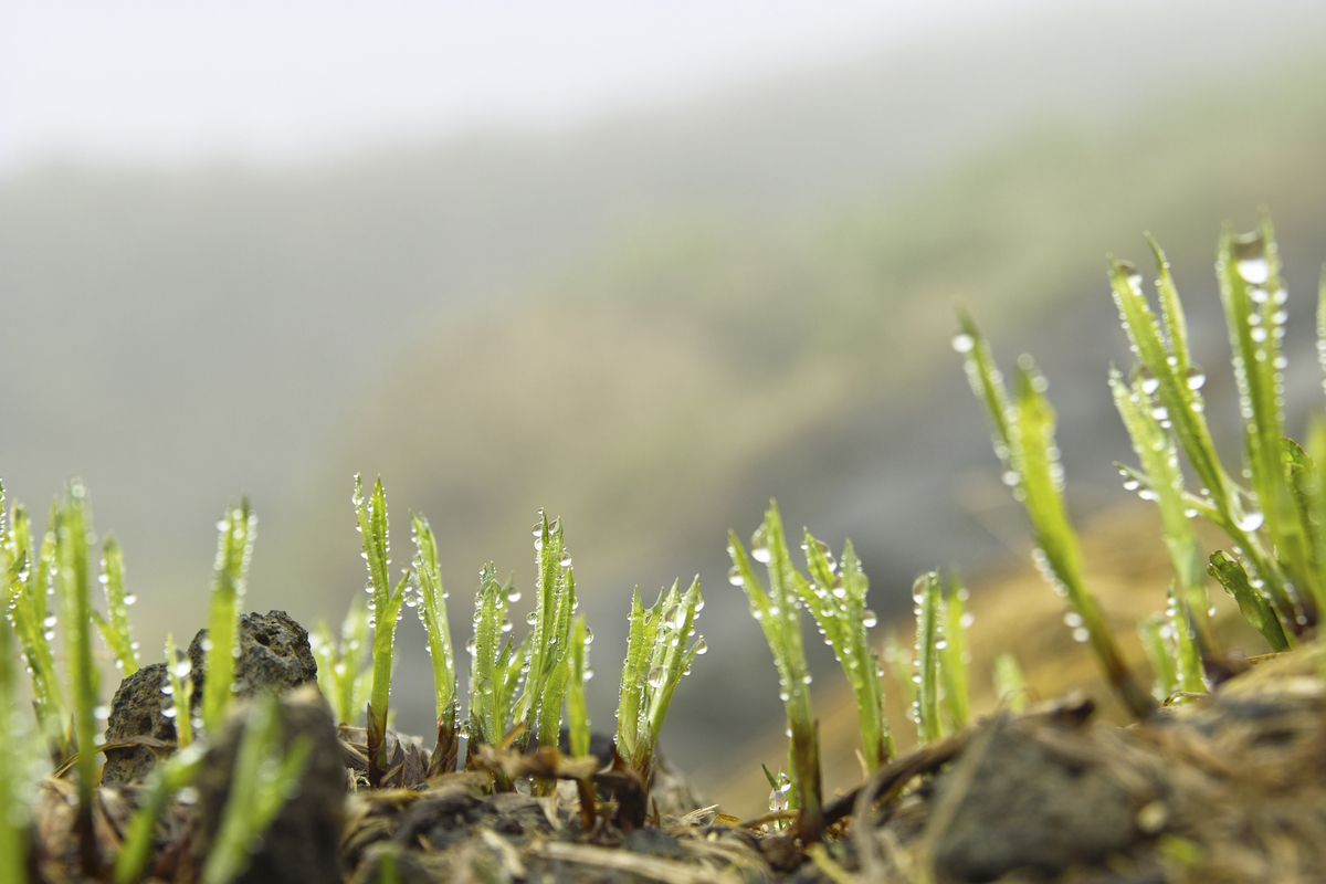 又到了发芽的季节 把前面这句话 美化下