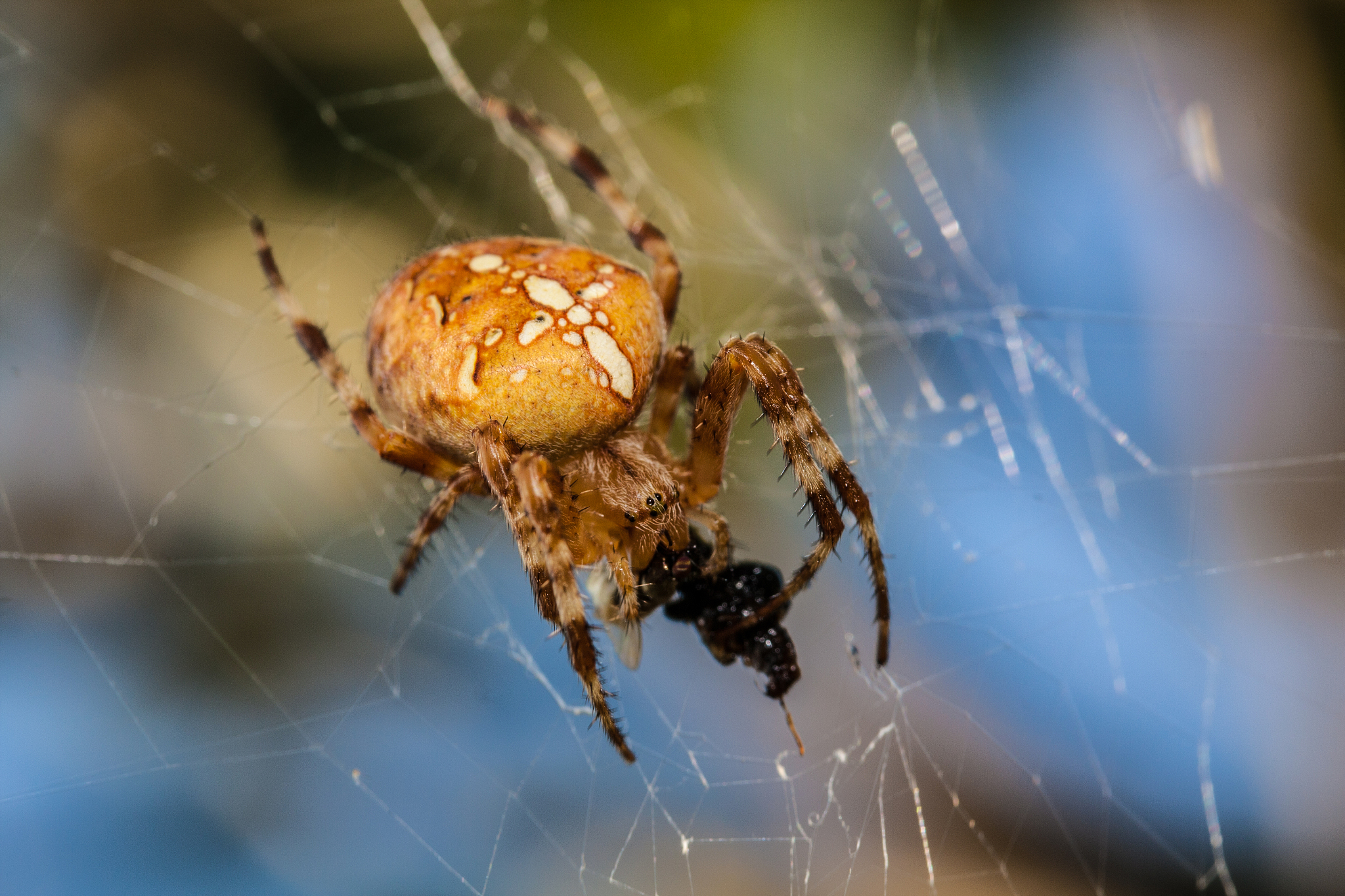 怪物女孩换装新版 手游更新日志