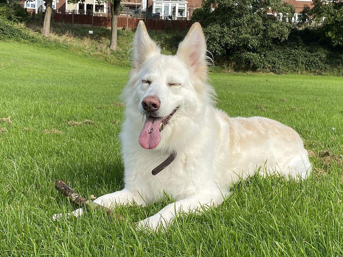 我养的小狗和野生的狗 写一篇300字小学作文