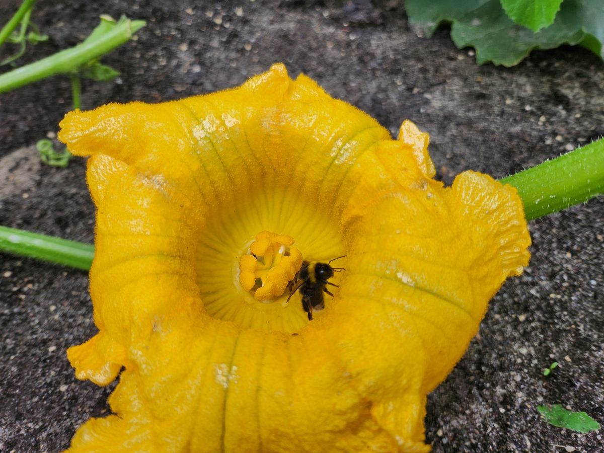 南瓜花只开雄花怎么办？教你四招轻松解决