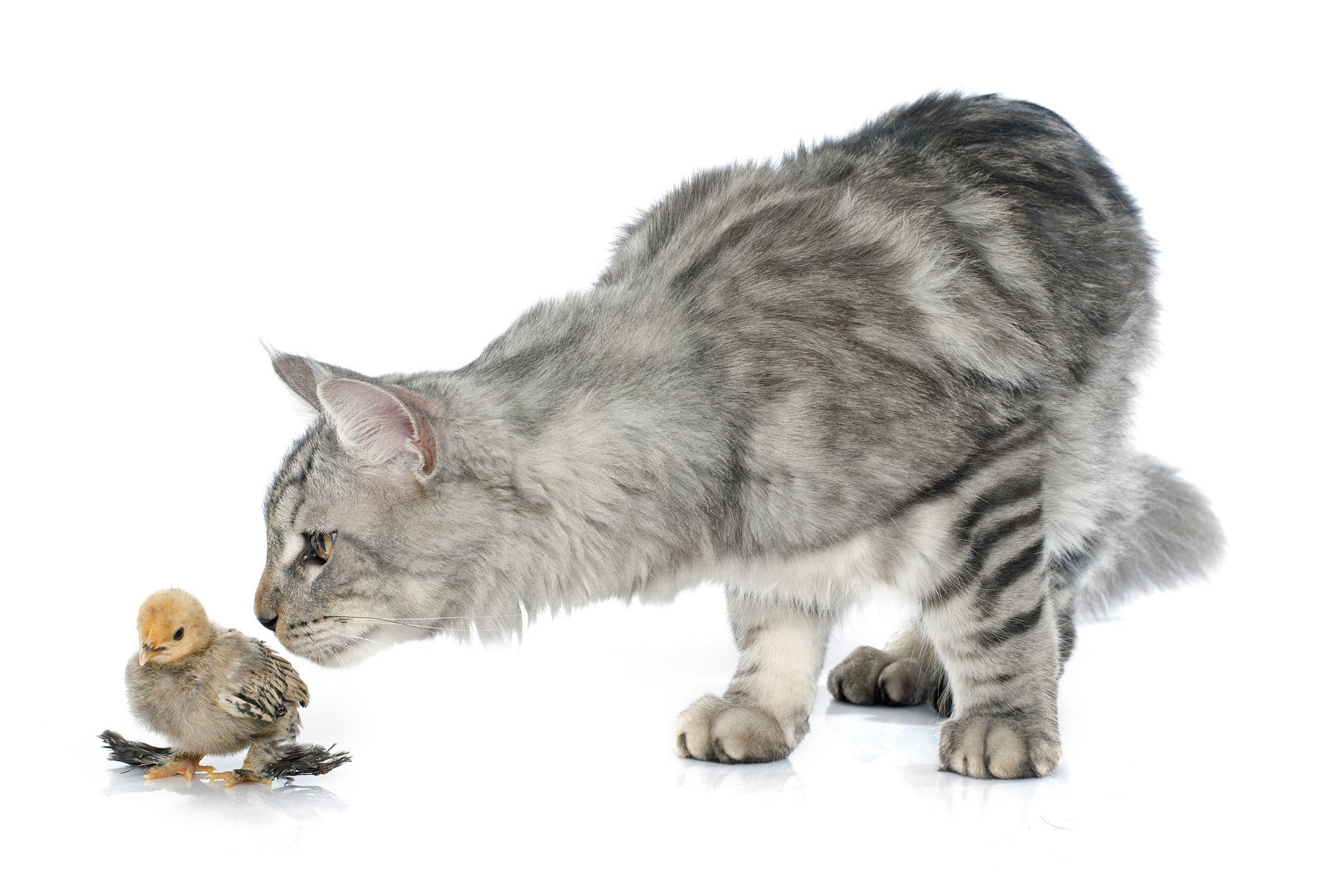 小鸟的歌声：猫和鸟的奇特友谊