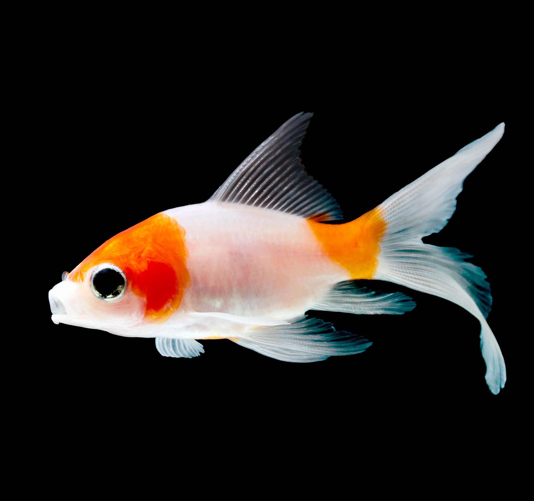 金鱼游水成语大全：10个生动描述