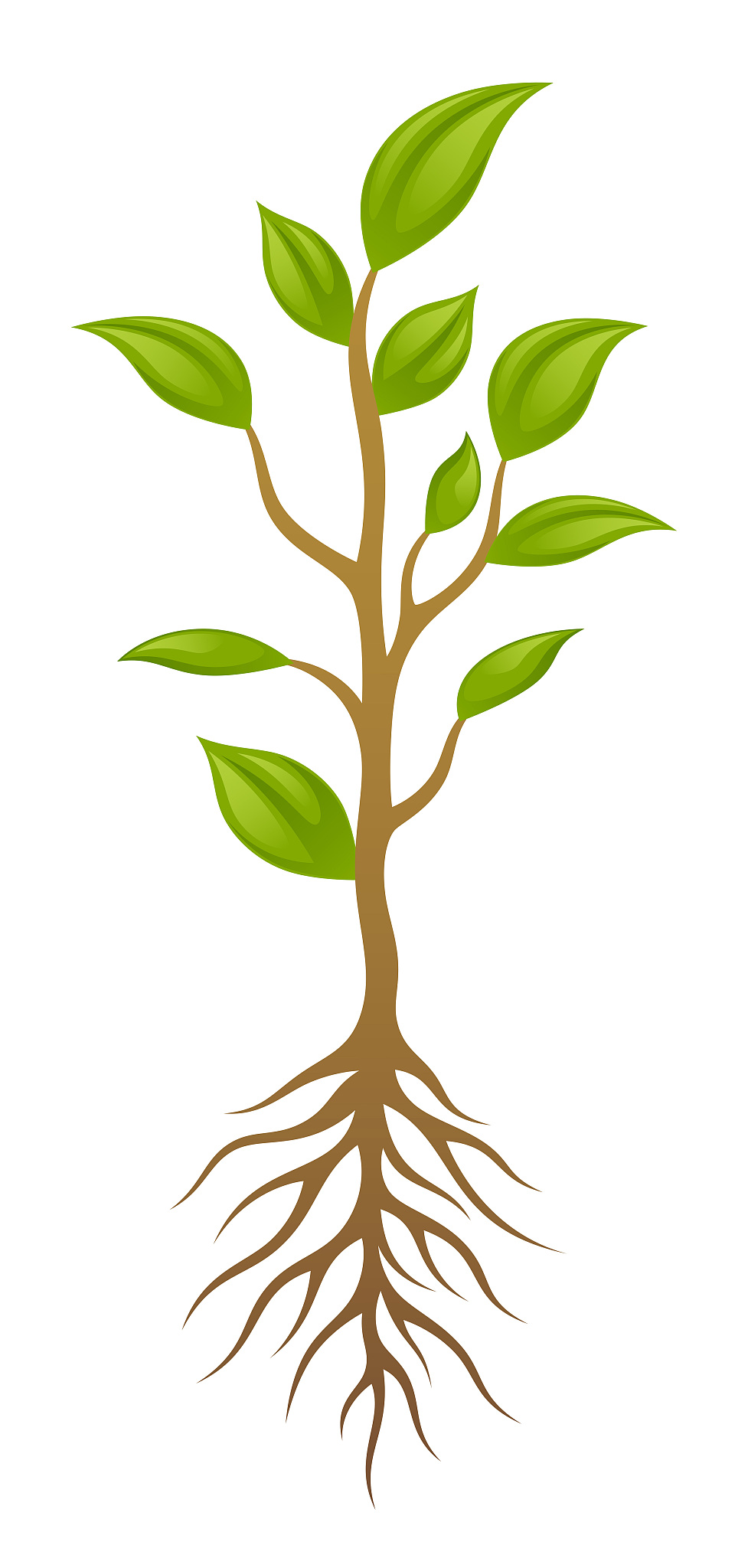 为什么根冠比越大的植物越抗旱。