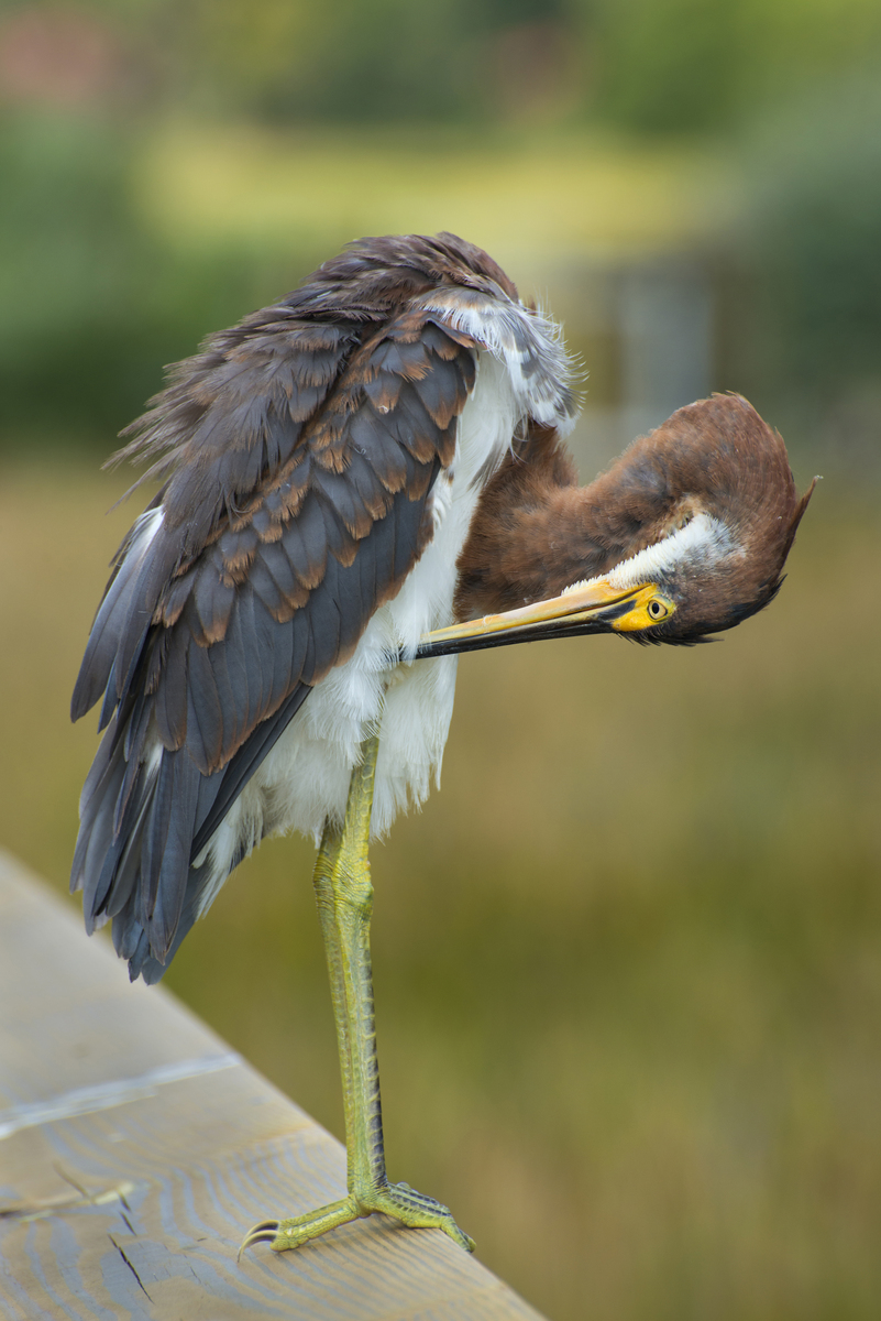 喉咙痒吃什么药
