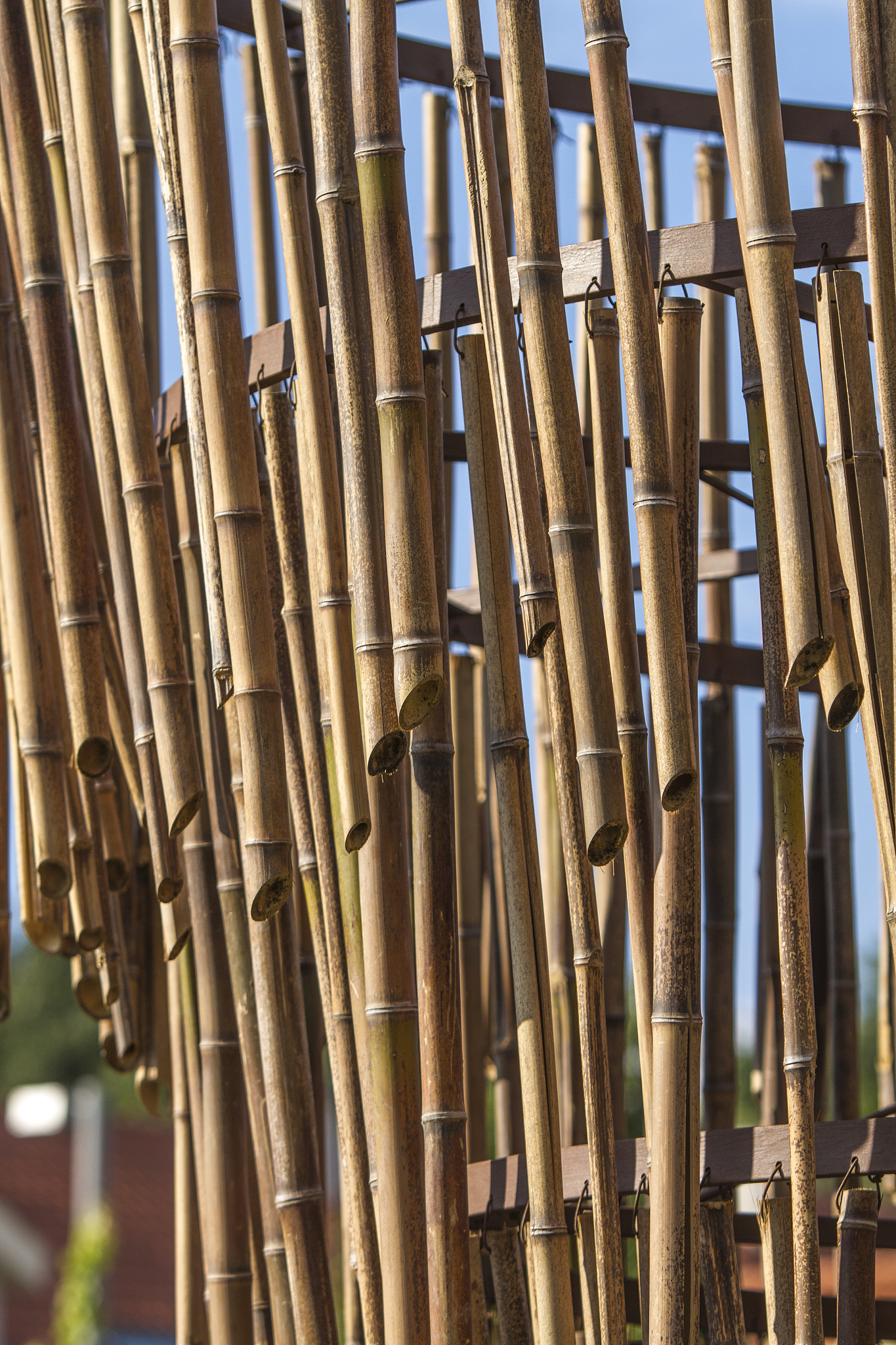 bamboo
