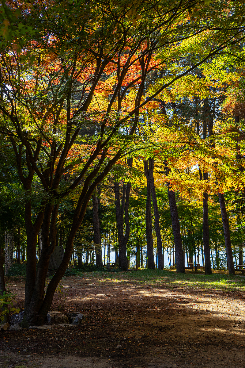 秋日漫步：公园里的美丽景色