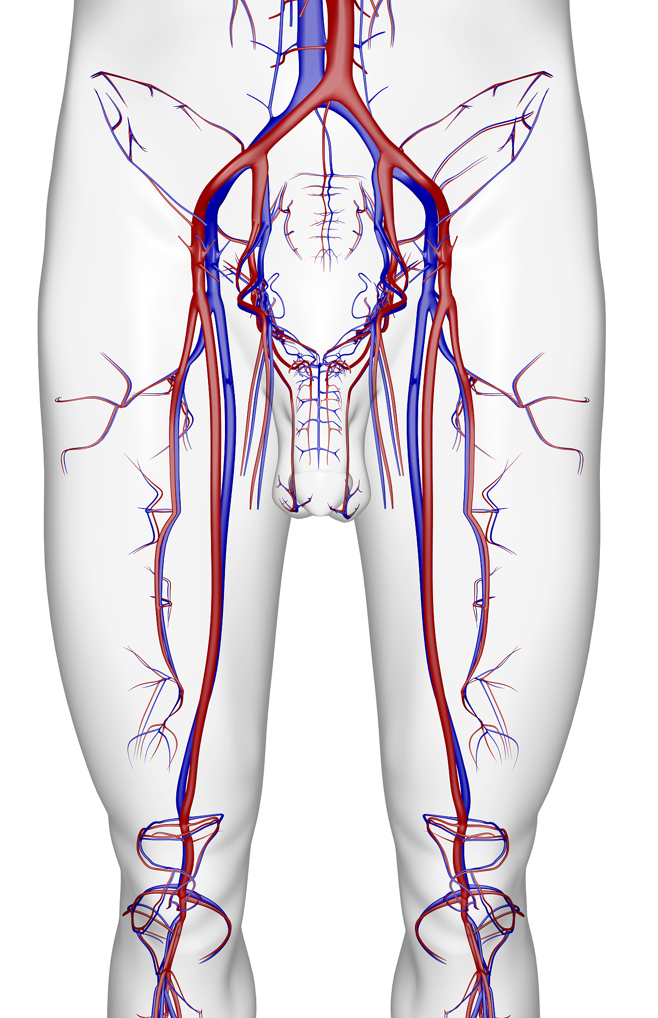 大隐静脉小隐静脉回流途径