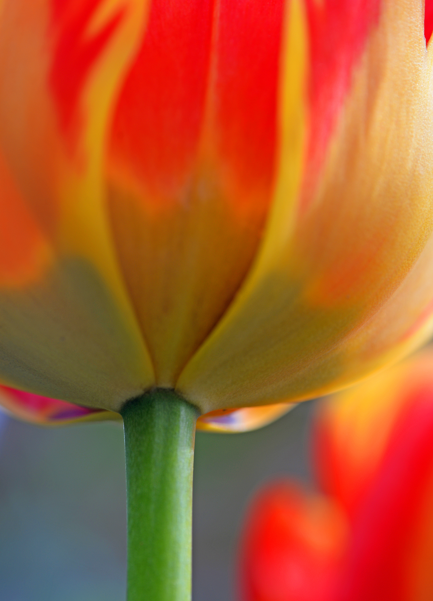 郁金香的象征意义：爱、美、纯洁和更多