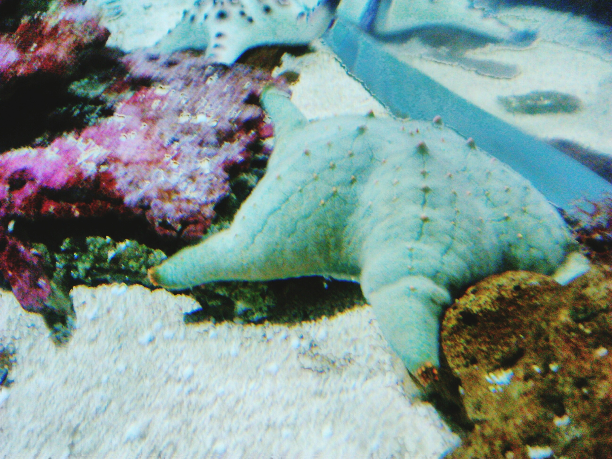 high angle view of starfishes in aquarium seen from glass
