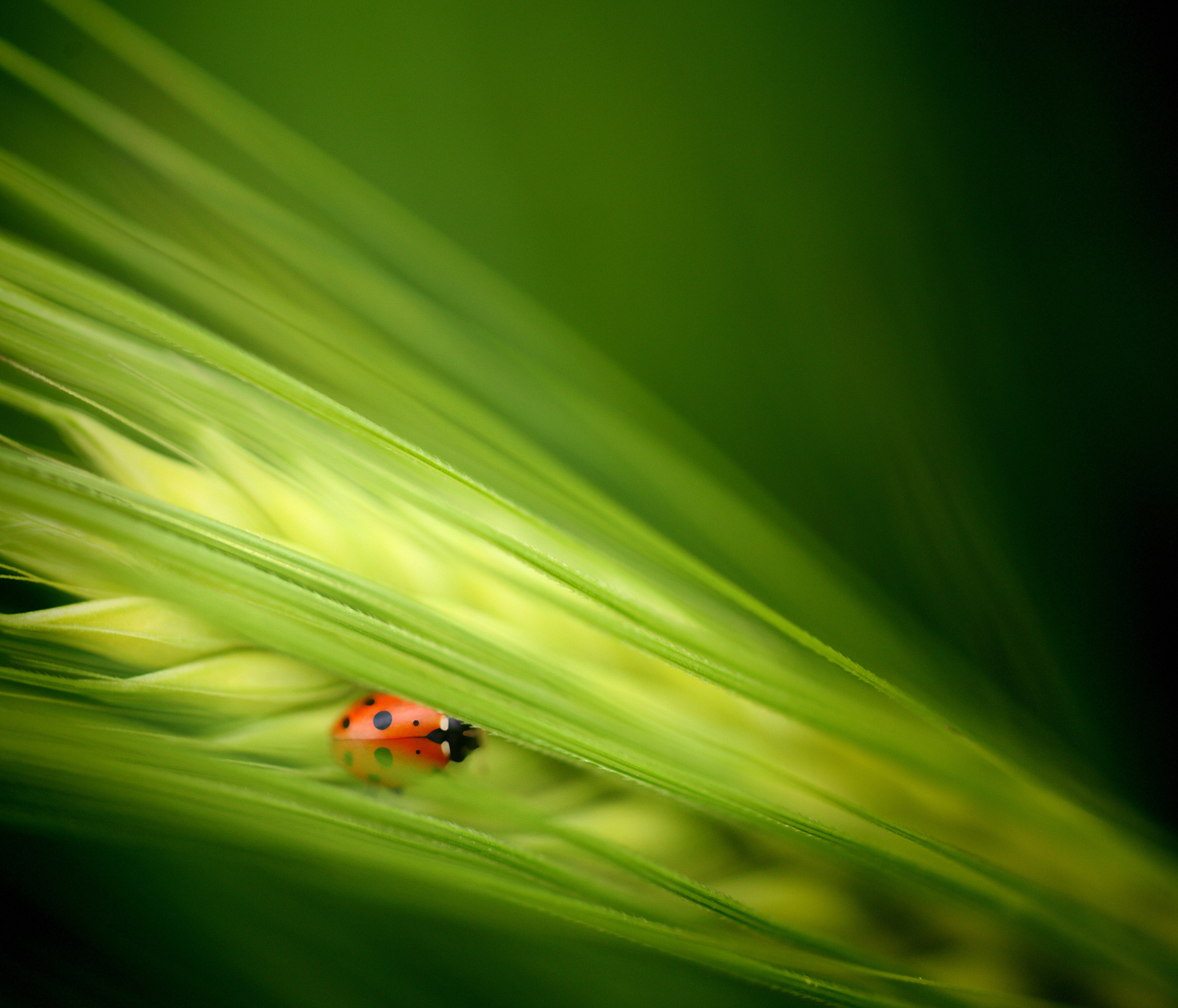 机械战警手游更新：全新机甲、关卡、多人对战等你来体验！