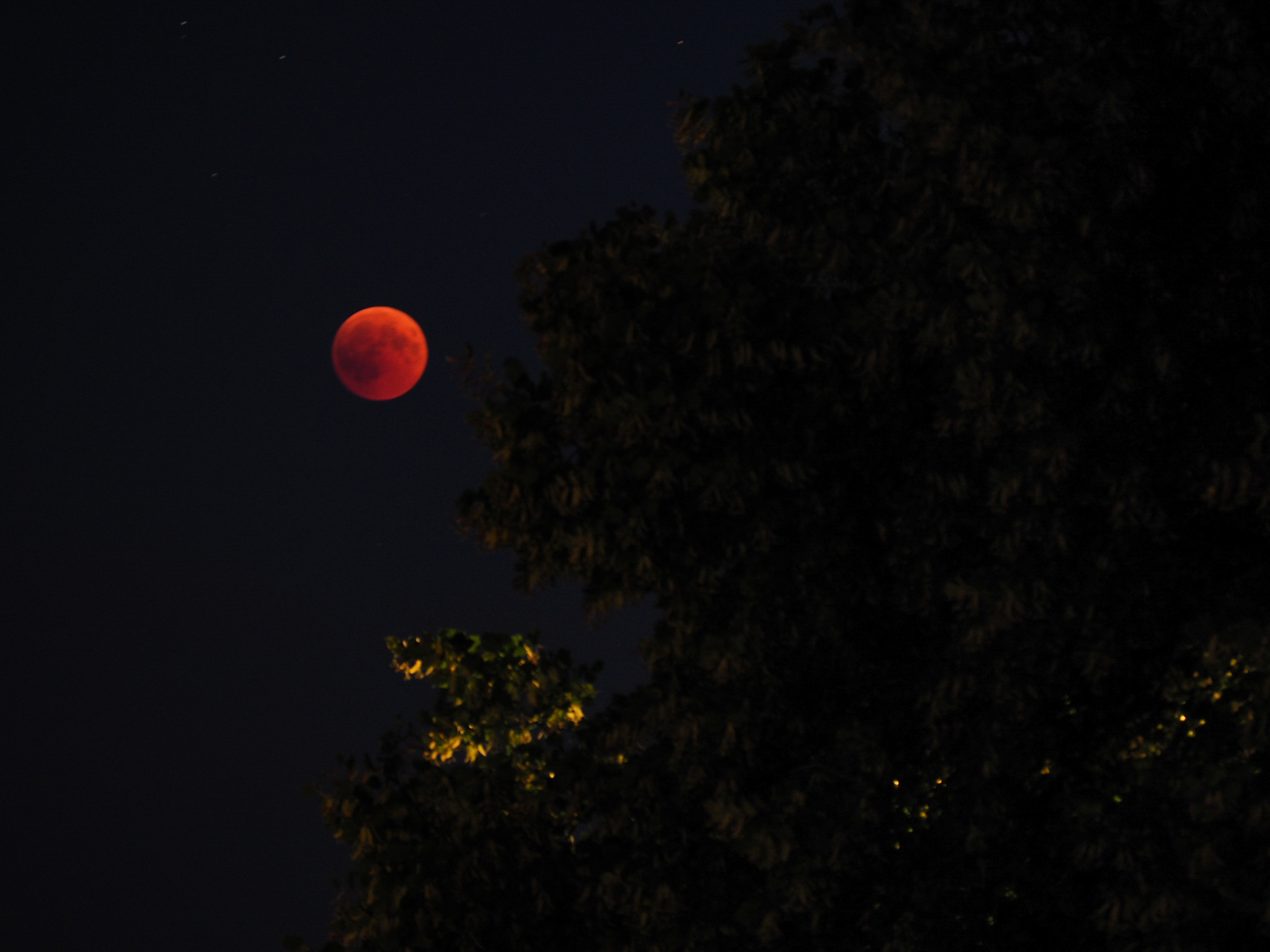 blood moon behind a tree