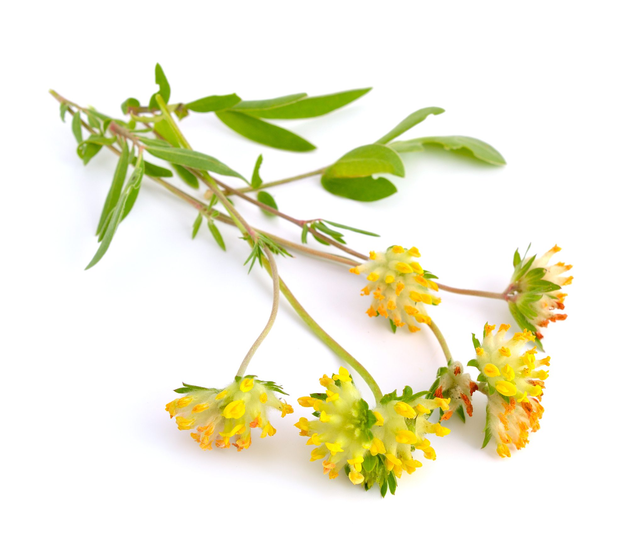 请对论文《子洲县富发农业科技有限公司黄芪产品市场营销策略优化研究》的小节53树立品牌形象进行写作保证内容合理性不要乱写其格式如下：53树立品牌形象