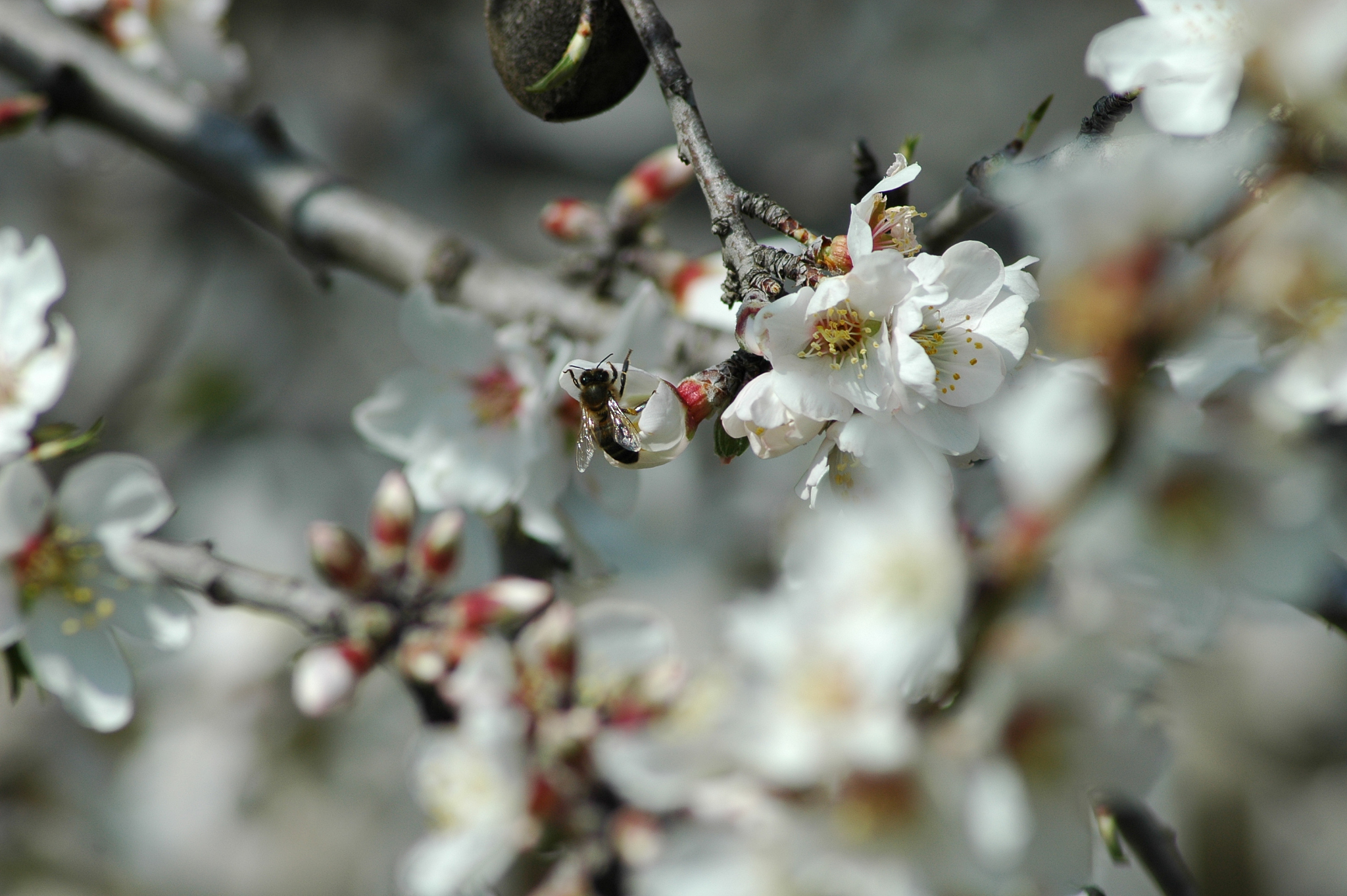 mandelblüte mit biene / hummel - spanien
