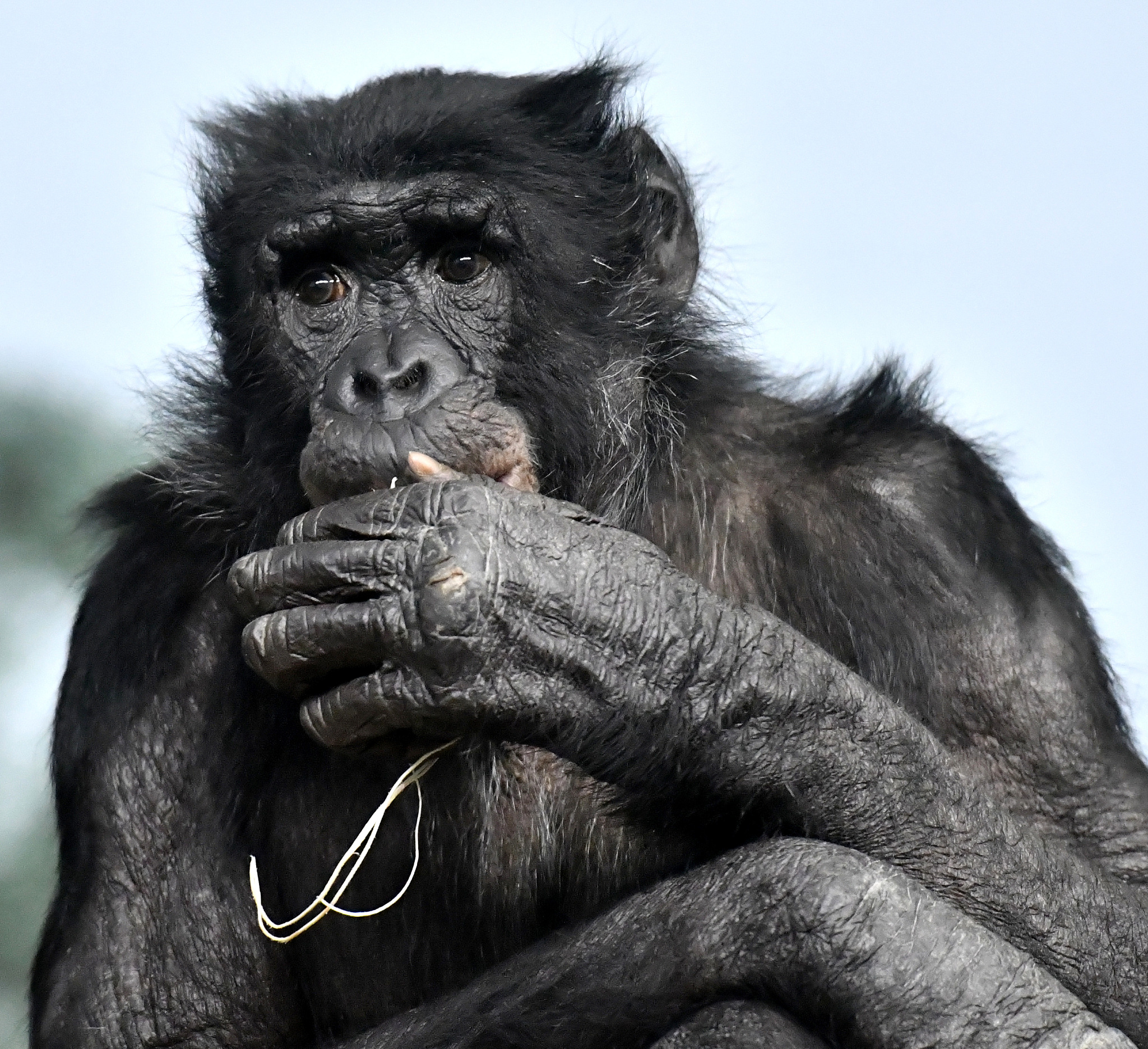 bonobo male