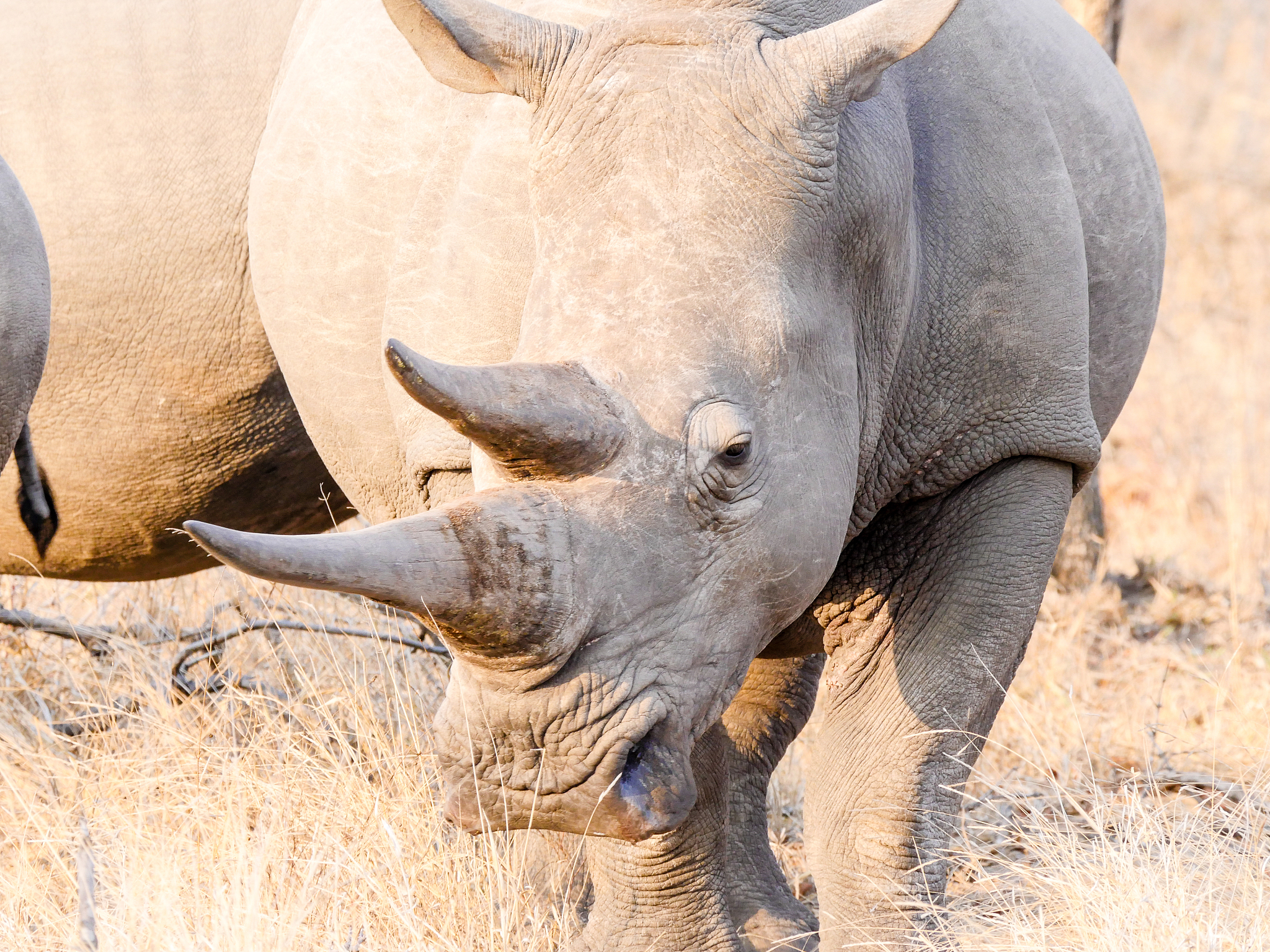queen of the african bush