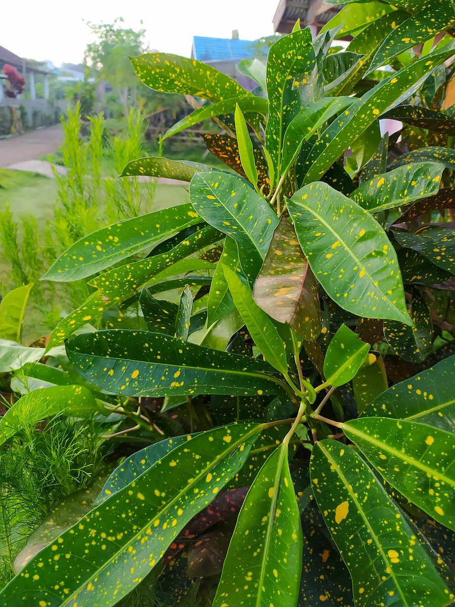 叶子上有斑点的观赏植物,种植在房子前面
