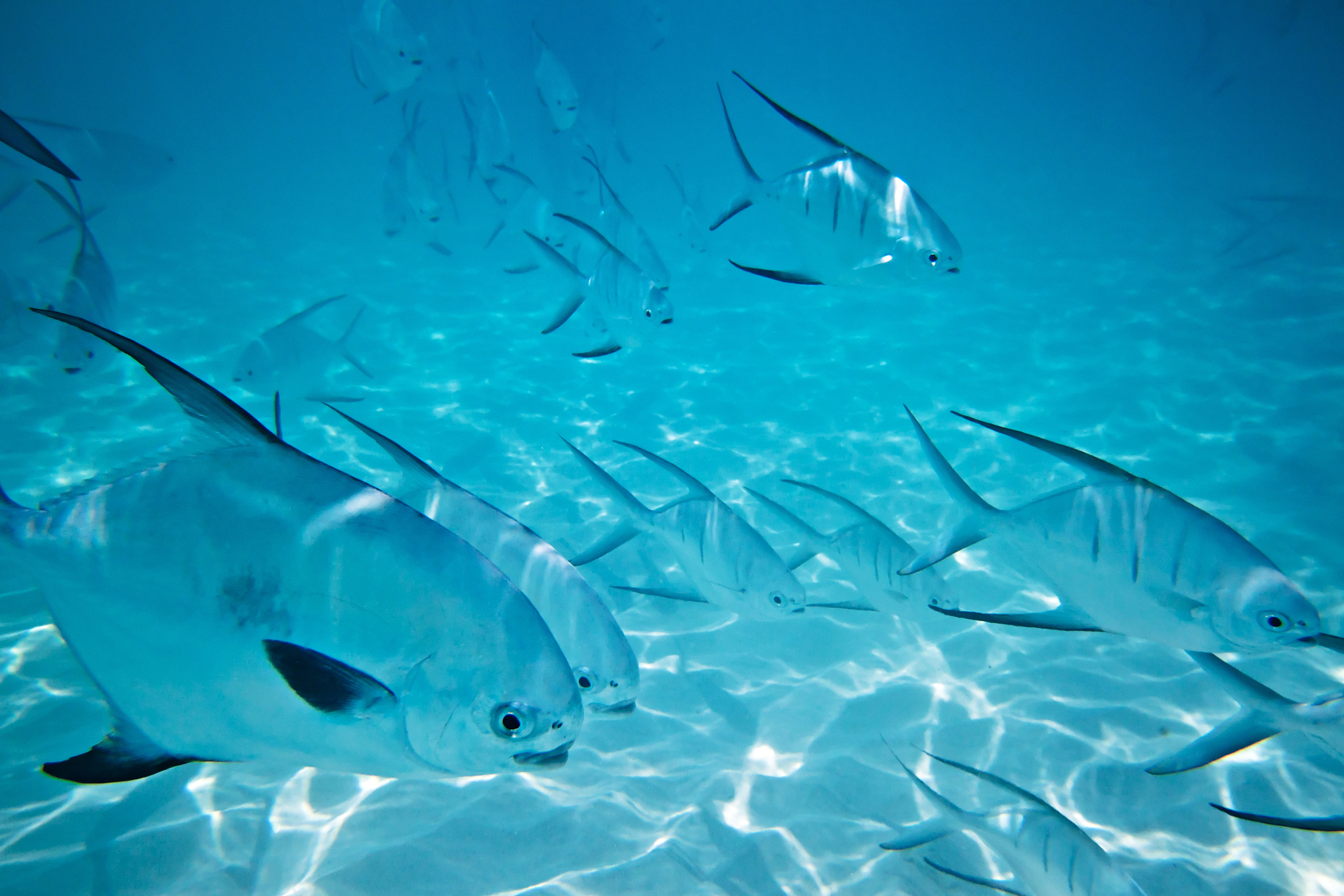 shoal of fishes in caribbean sea