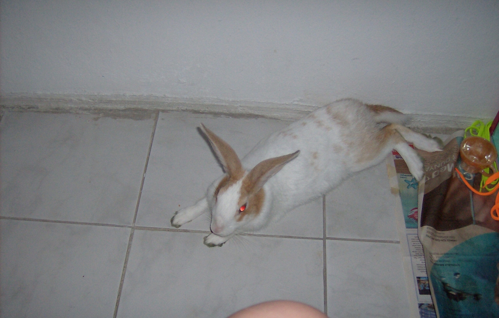 兔子怎么分公母？一句中国古代民歌告诉你答案