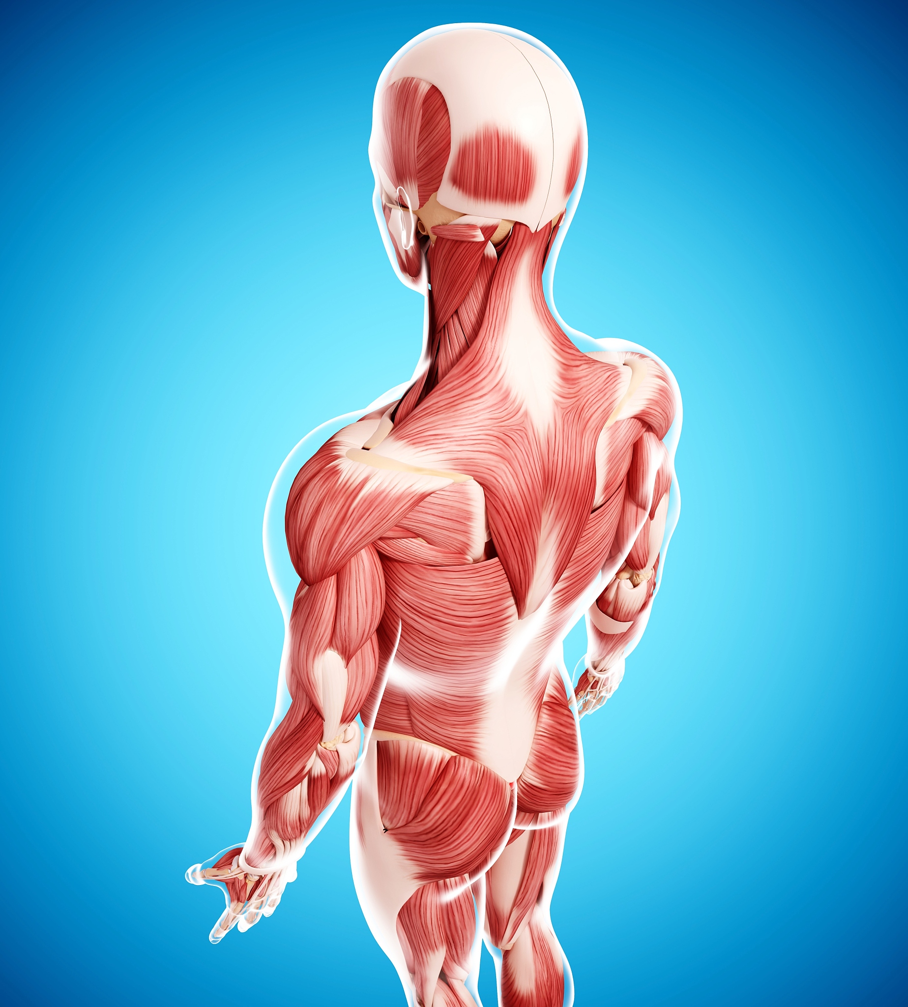 艺用解剖学：人体肌肉系统的学习笔记