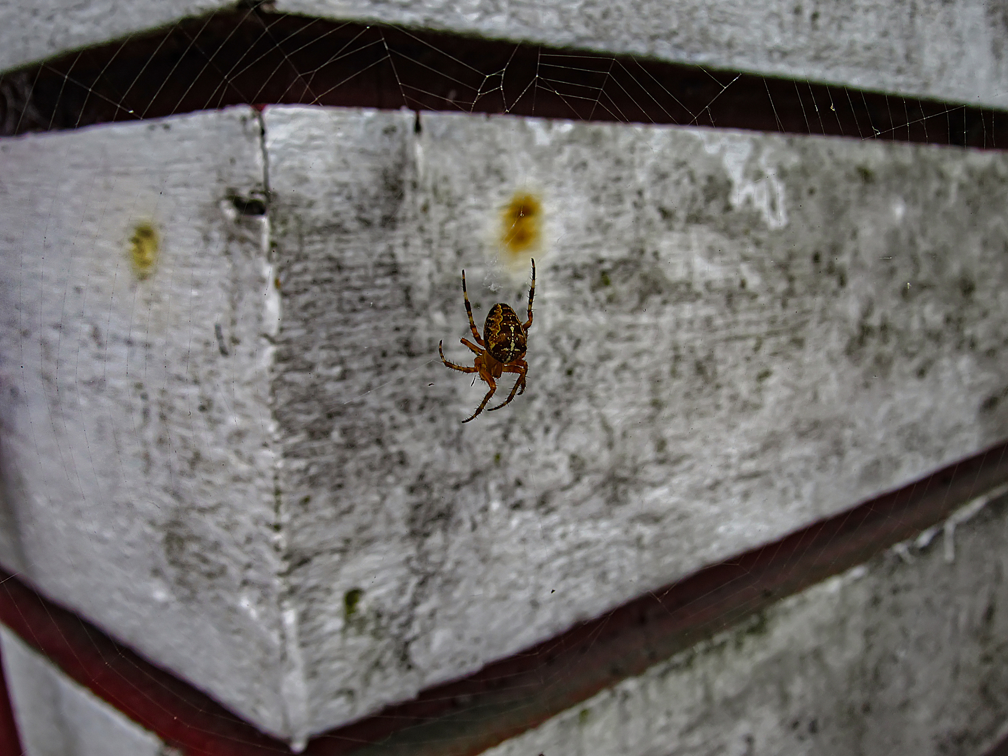 european garden spider (araneus diadematus), also known as diade