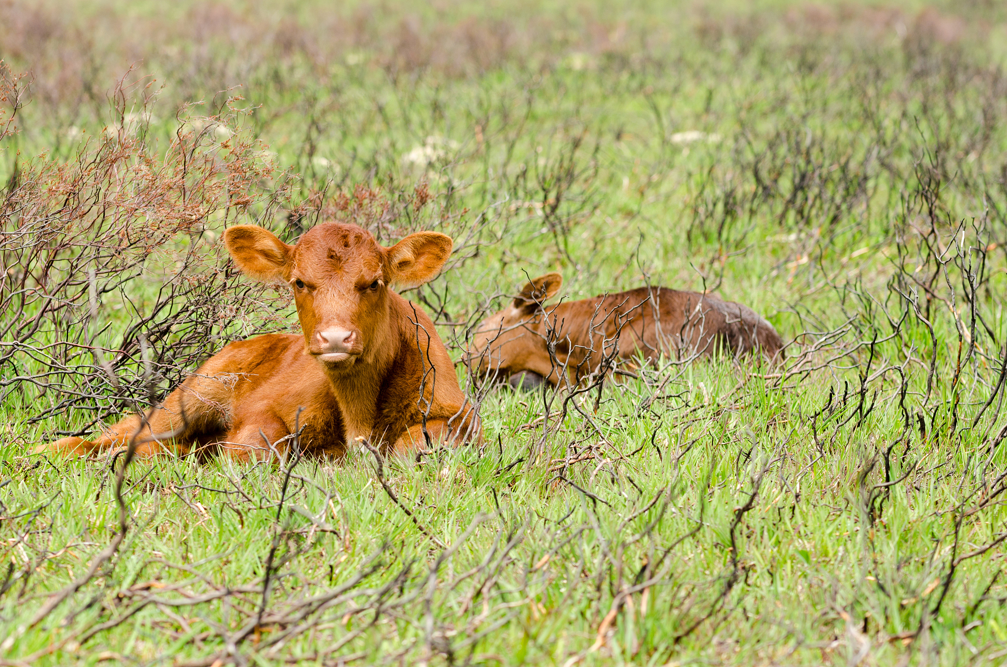 sudden calf pain what disease symptoms