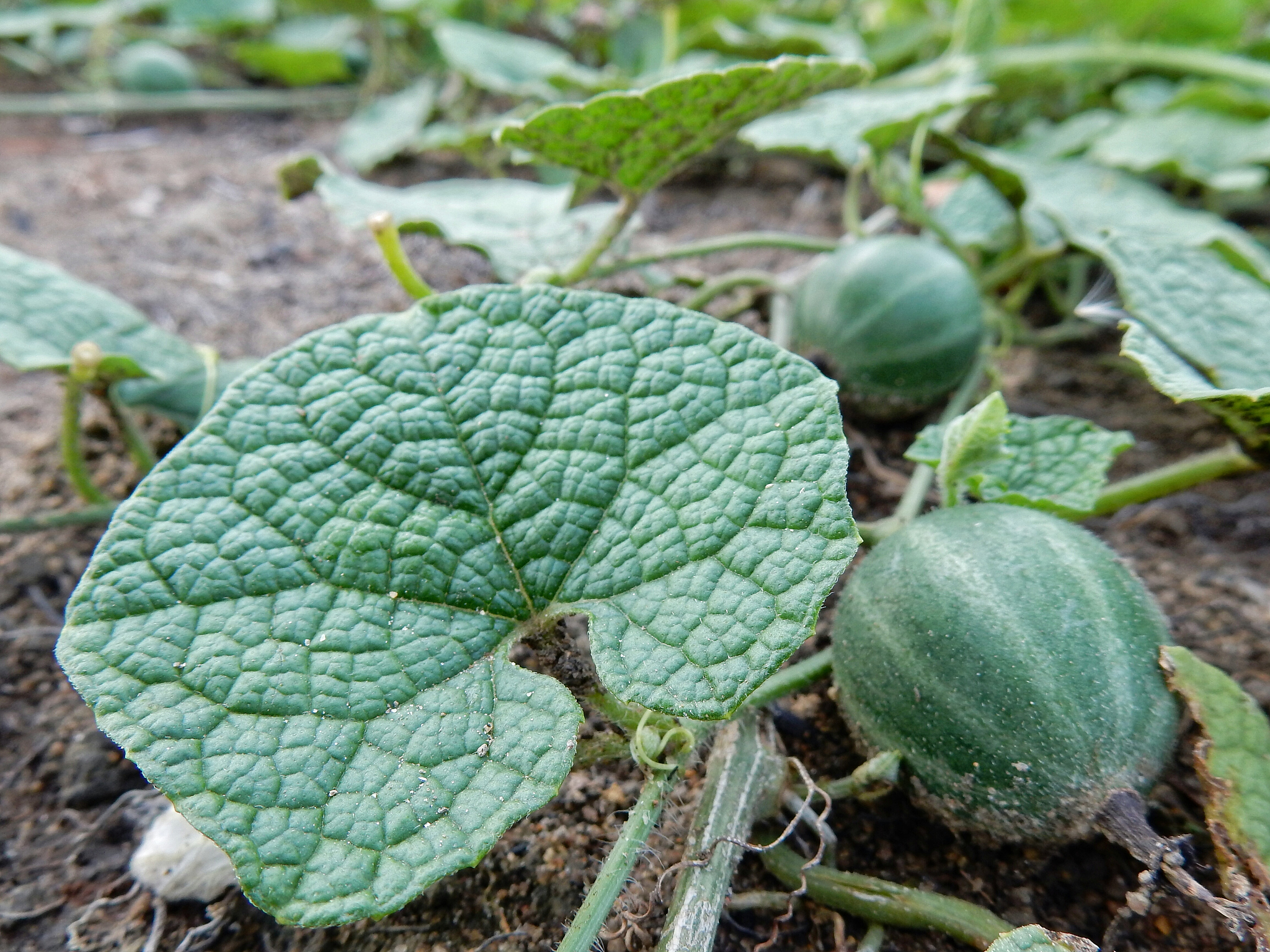 棉花和西瓜：两种重要的植物