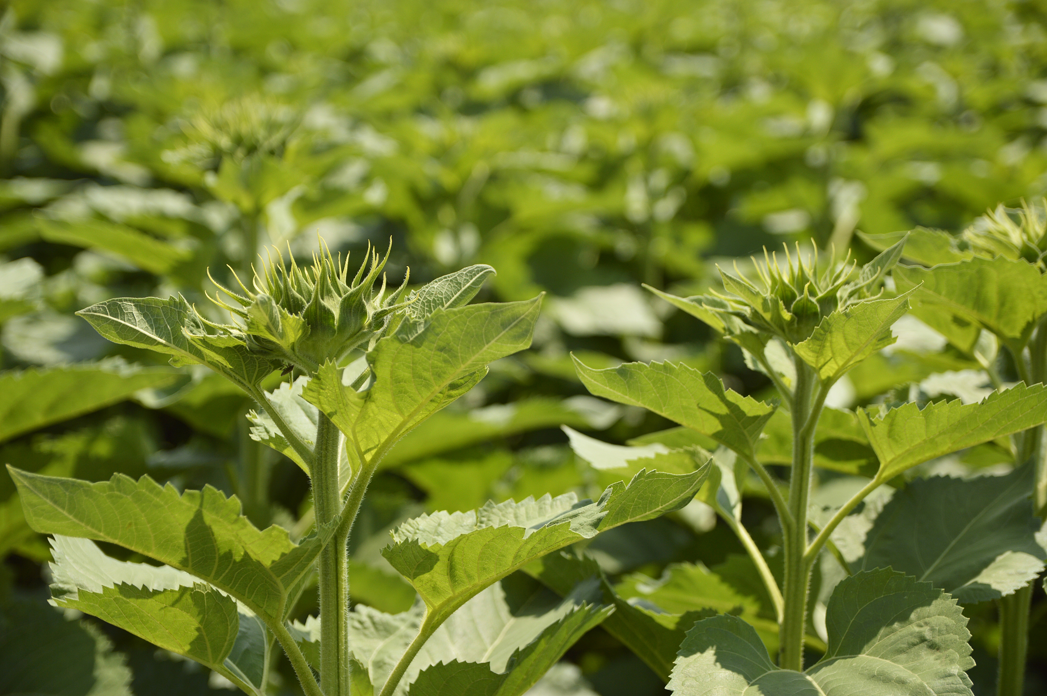 field of sunflowers with buds with blue sky and white clouds in 