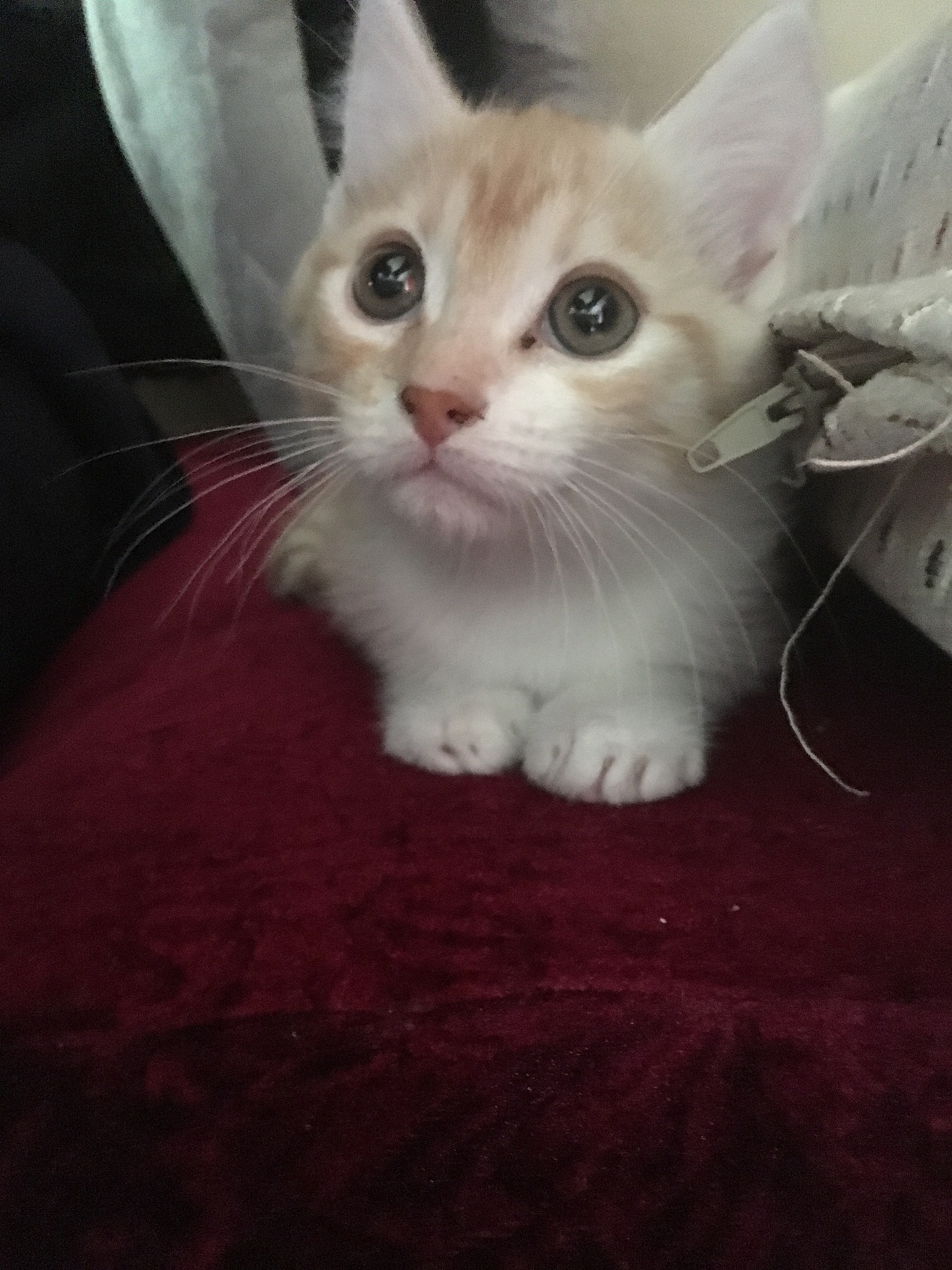 德文卷毛猫在幼猫的时候头上经常会长一颗颗痘痘硬的凸起那个是什么东西？