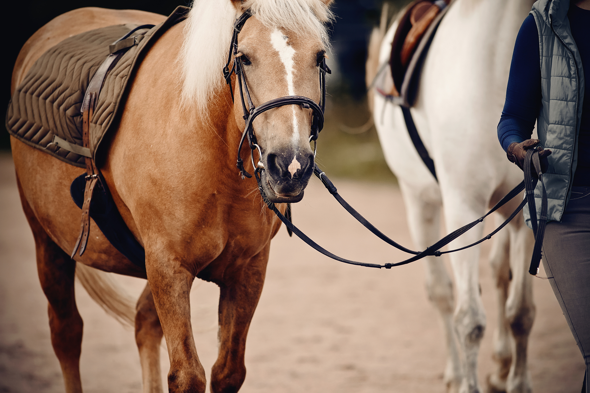pony with a white mane in the bridle. small horse.