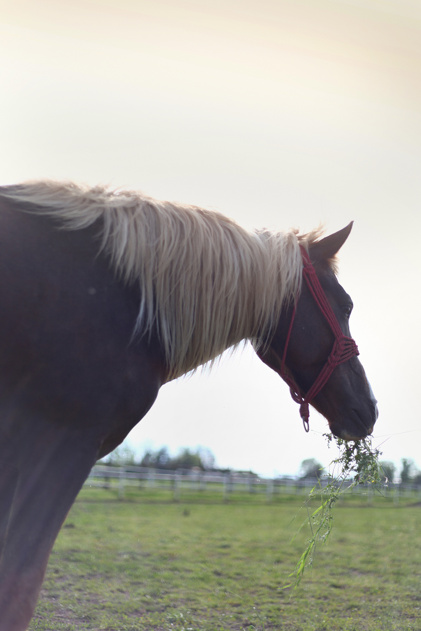 haflinger beauty