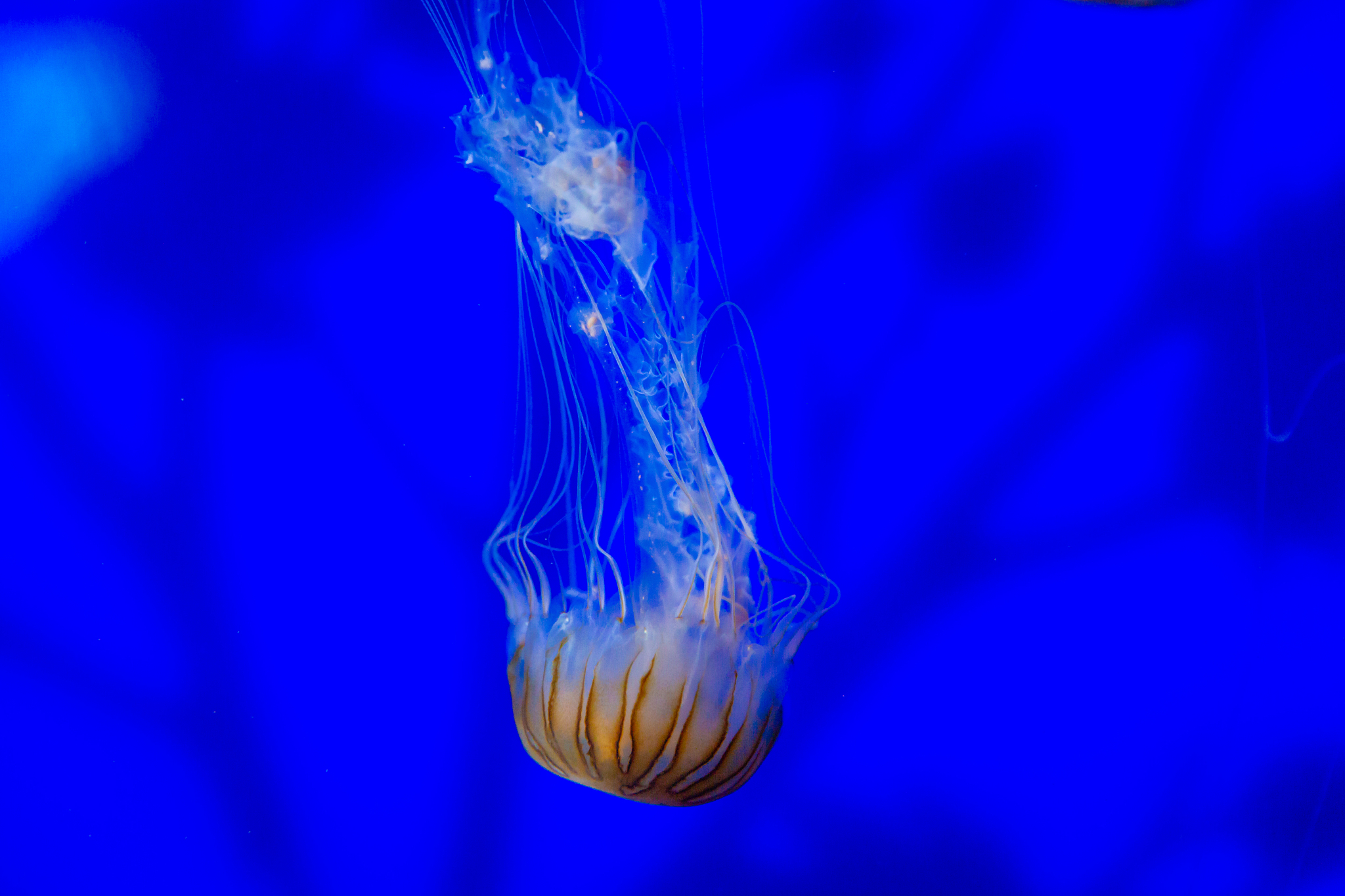 floating jellyfish japanese sea nettle