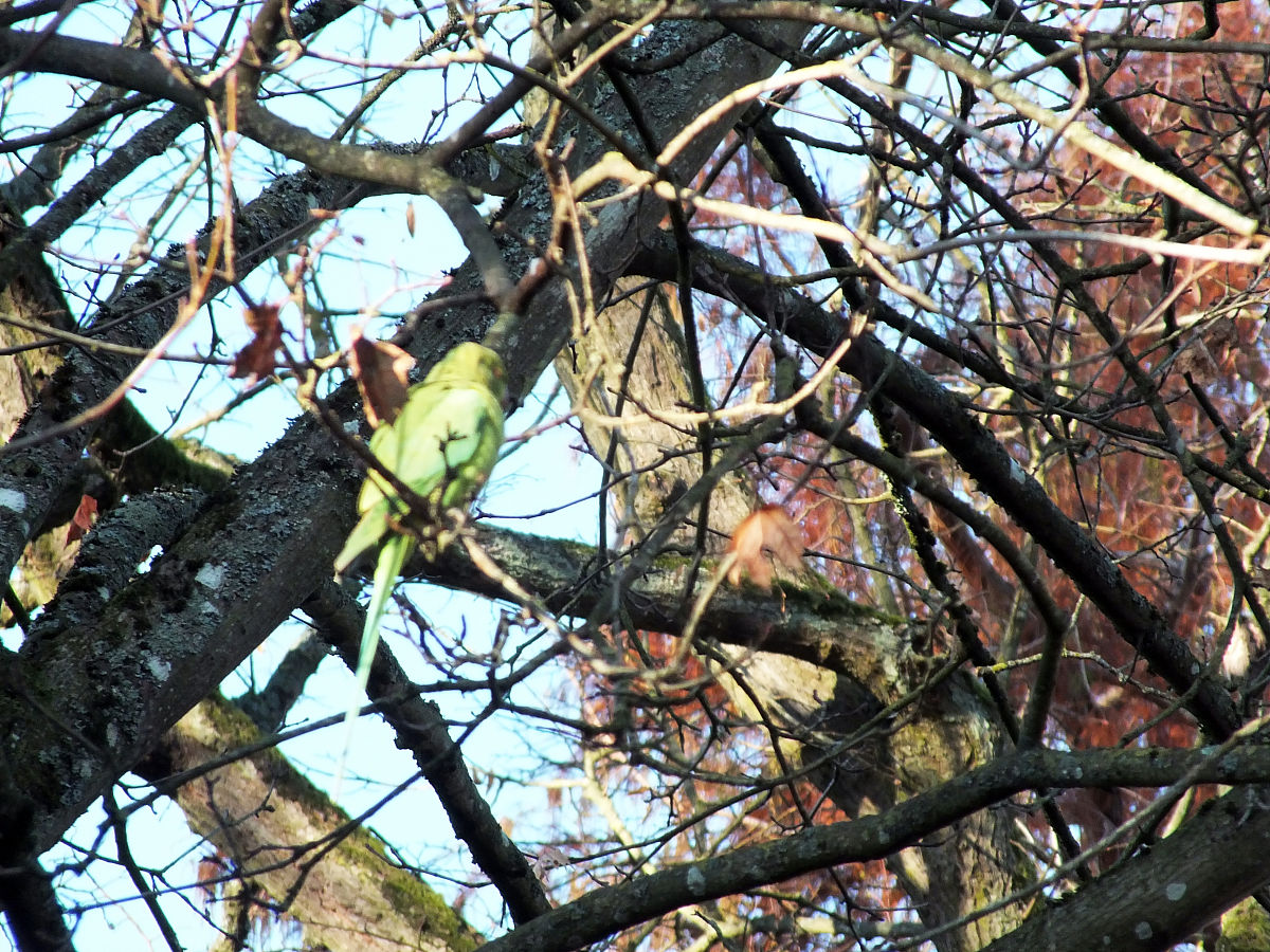 什么是鲁棒性？ - 详解鲁棒性定义及意义