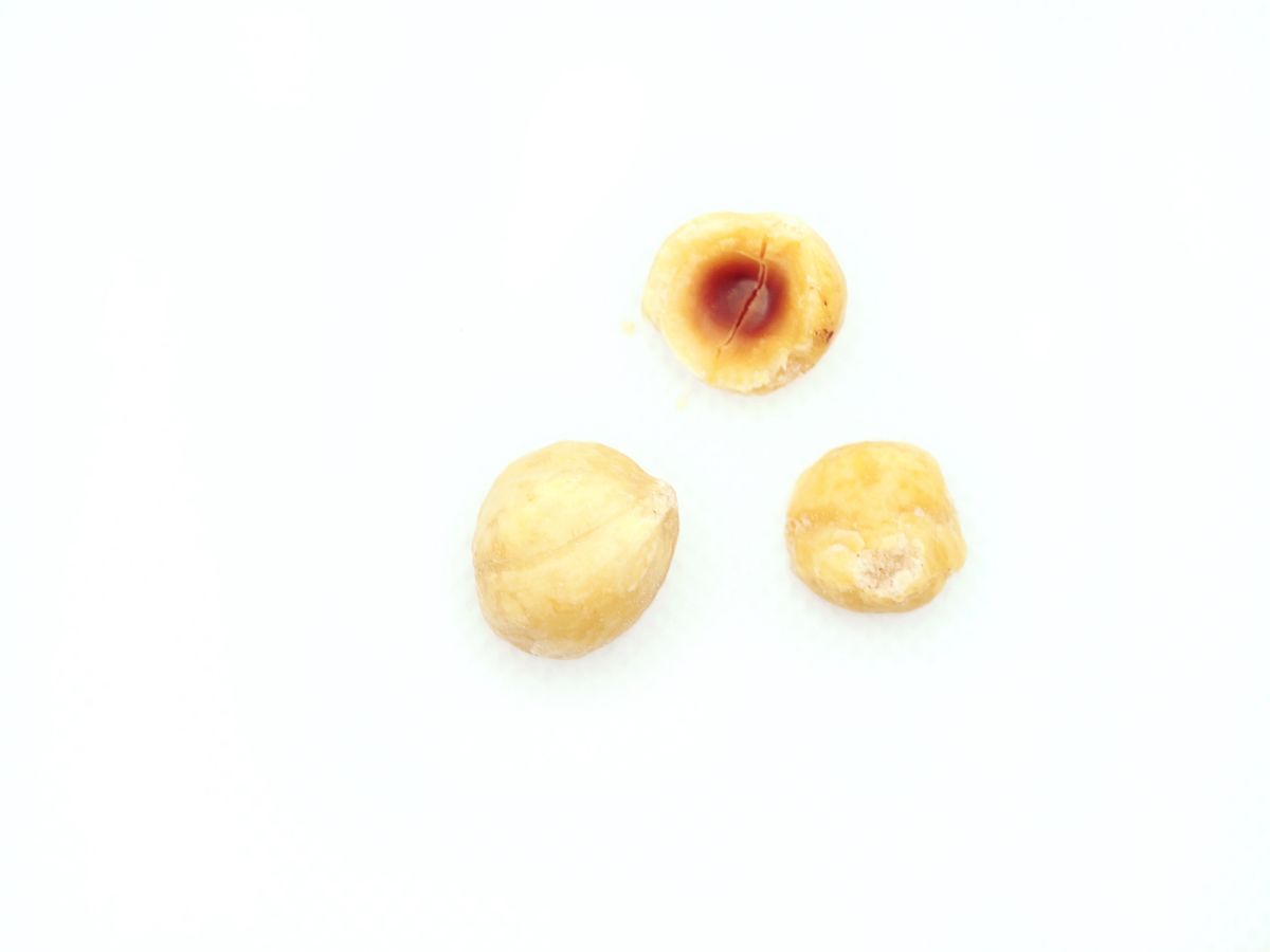 枇杷枣子果核分离方法及机器介绍