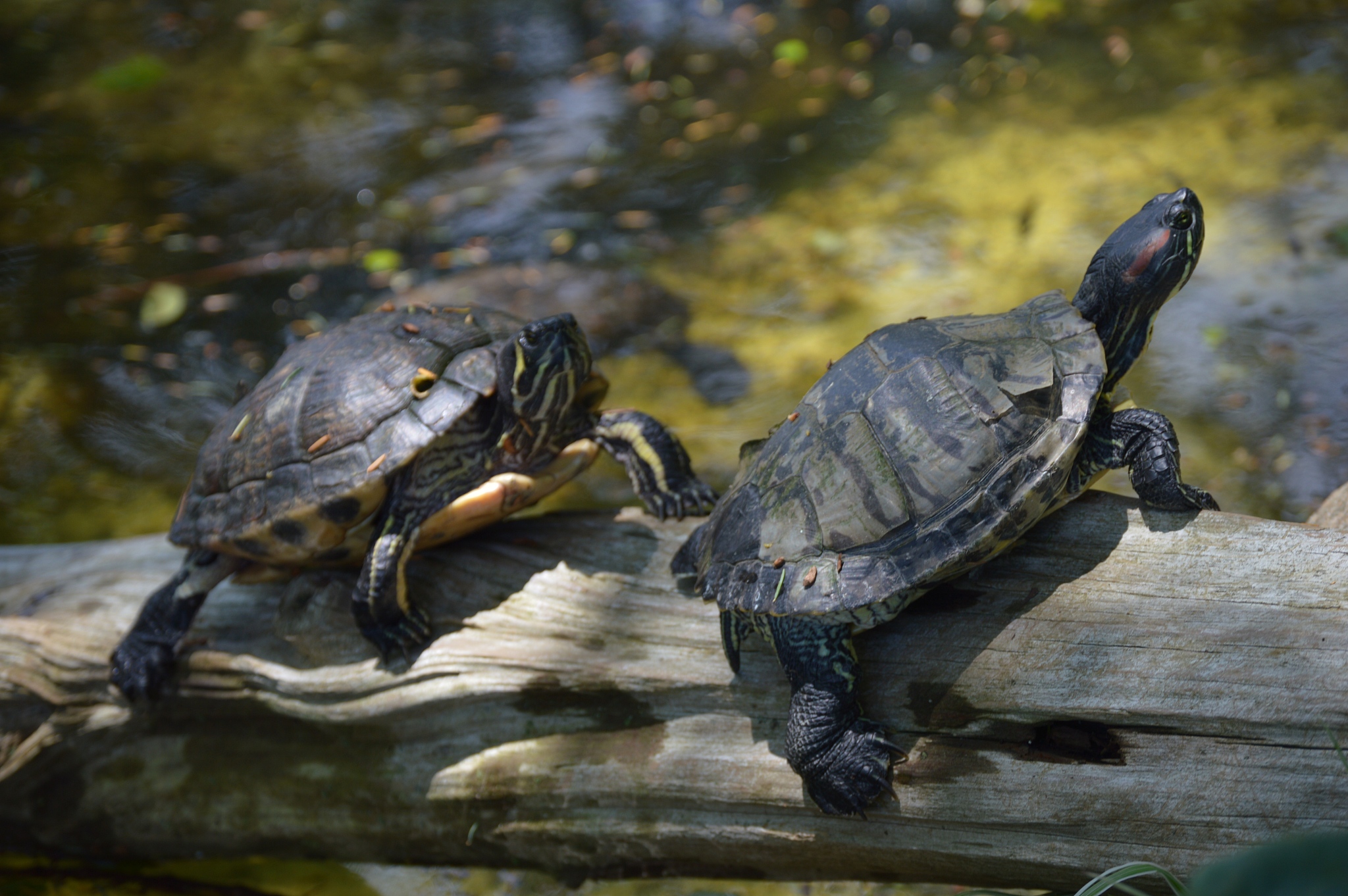 turtles