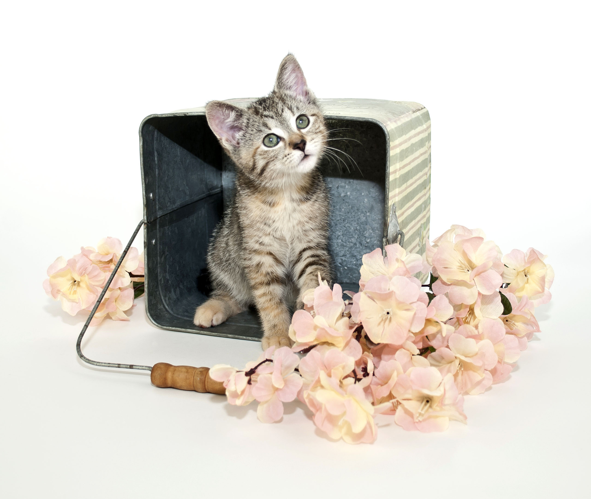 可爱猫咪助手：喵喵喵，请问您需要什么帮助？