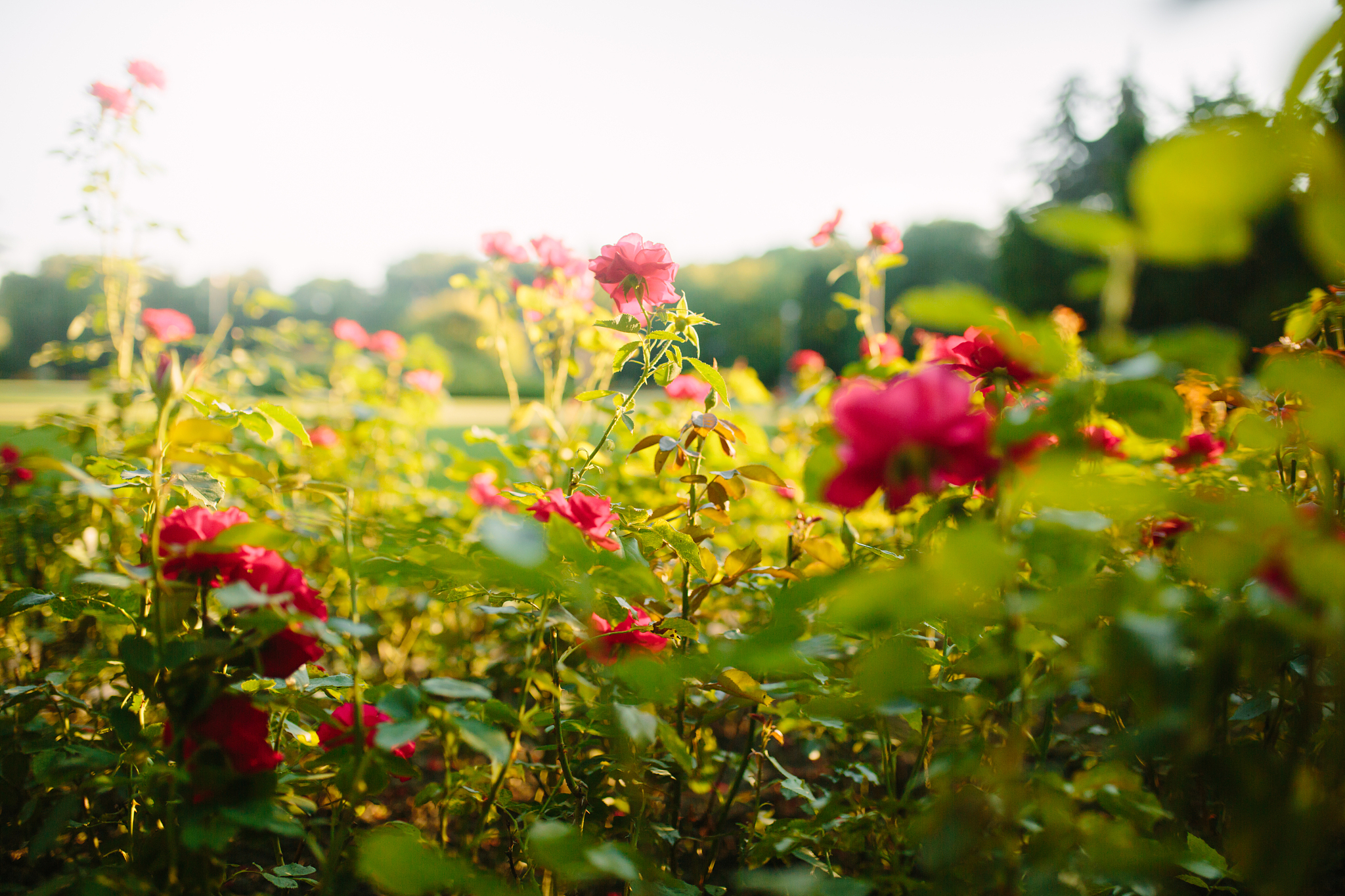雨后空气清新含苞待放玫瑰雨珠