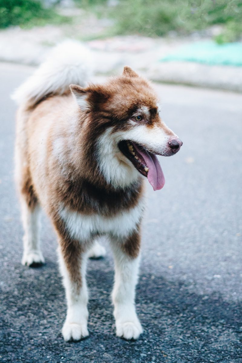 阿拉斯加幼犬如何喂养真的是一门学问